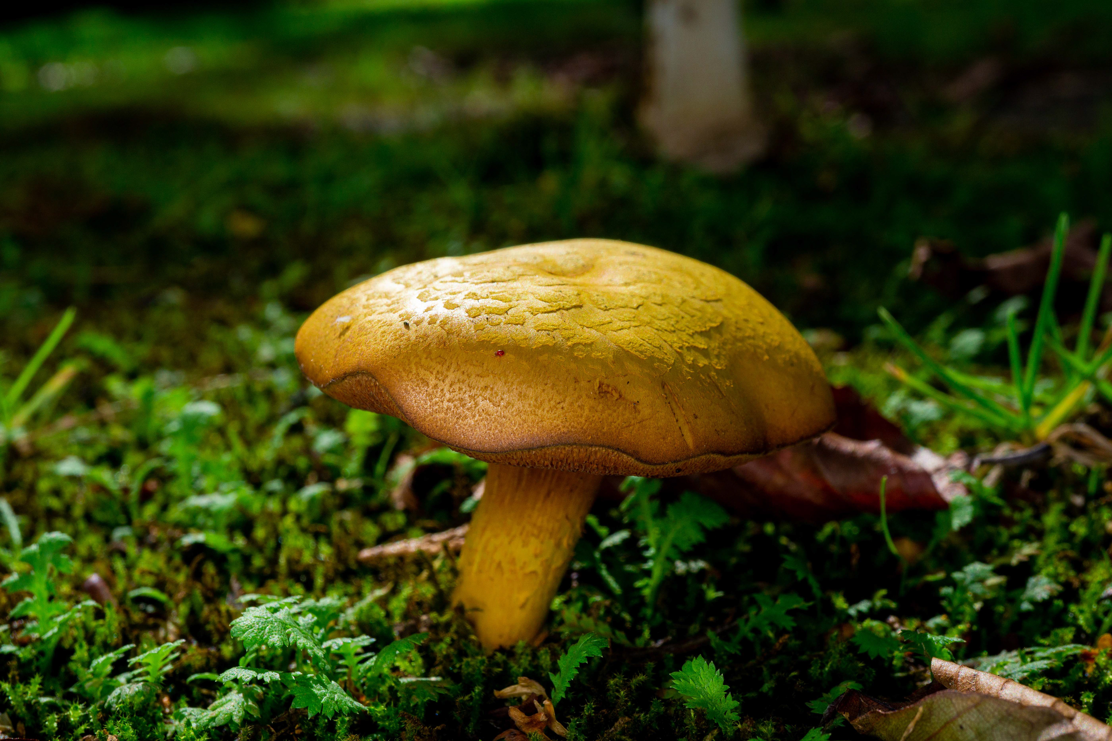 Suillus sp in Queens Park - Invercargill, New Zealand