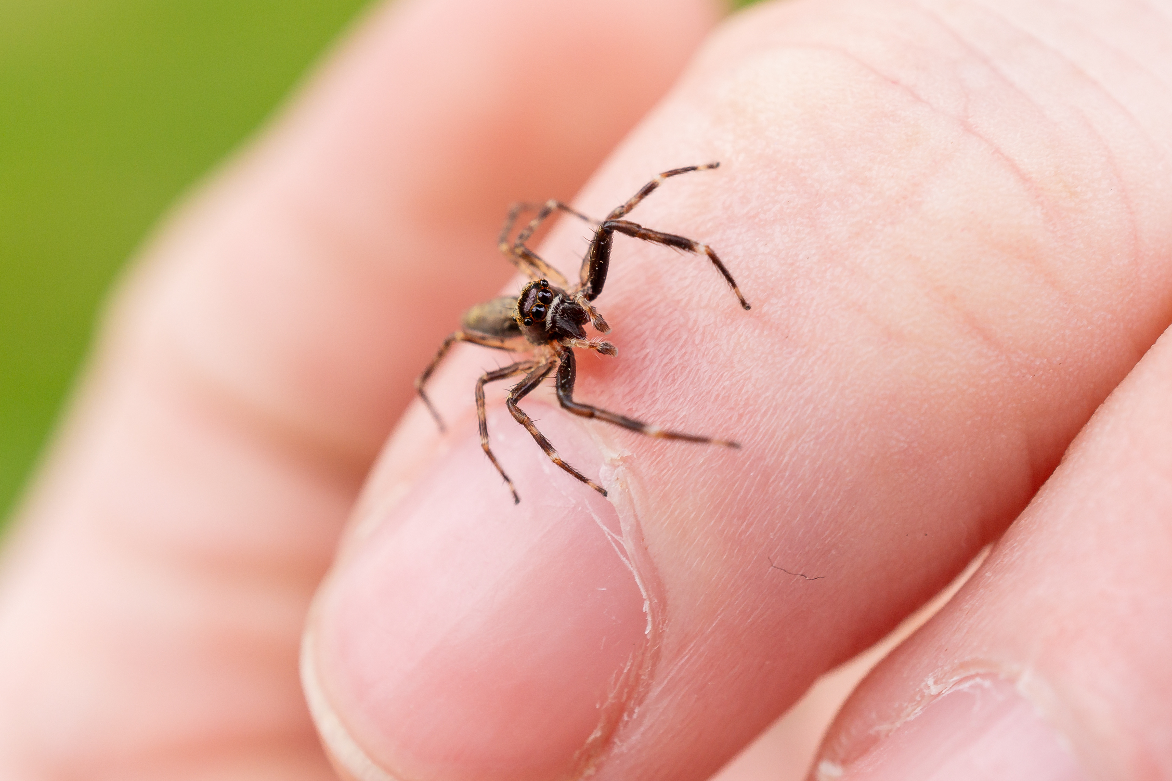 High five spider dude, jumping spider species