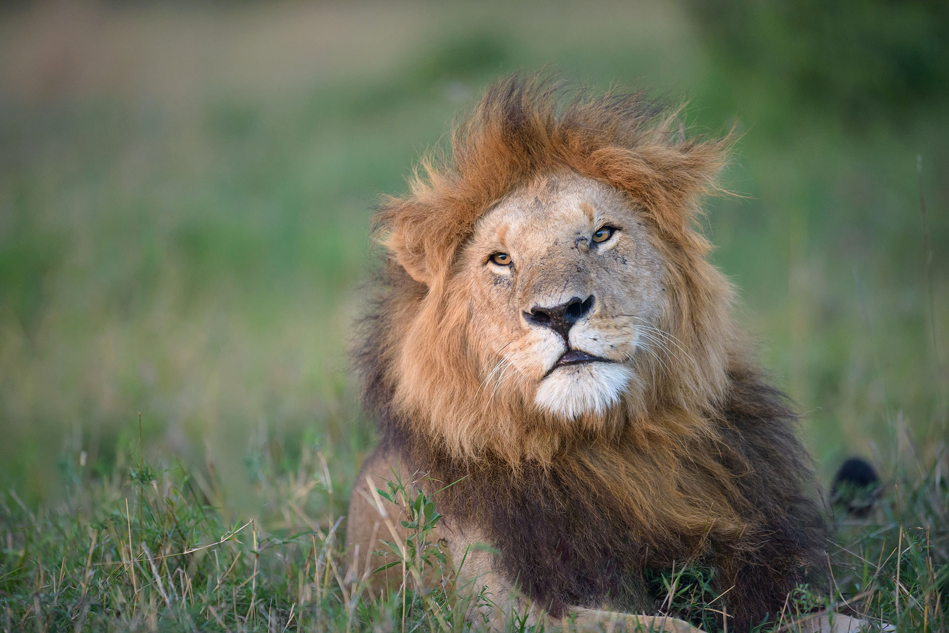 Leu, Masai Mara | Kenya