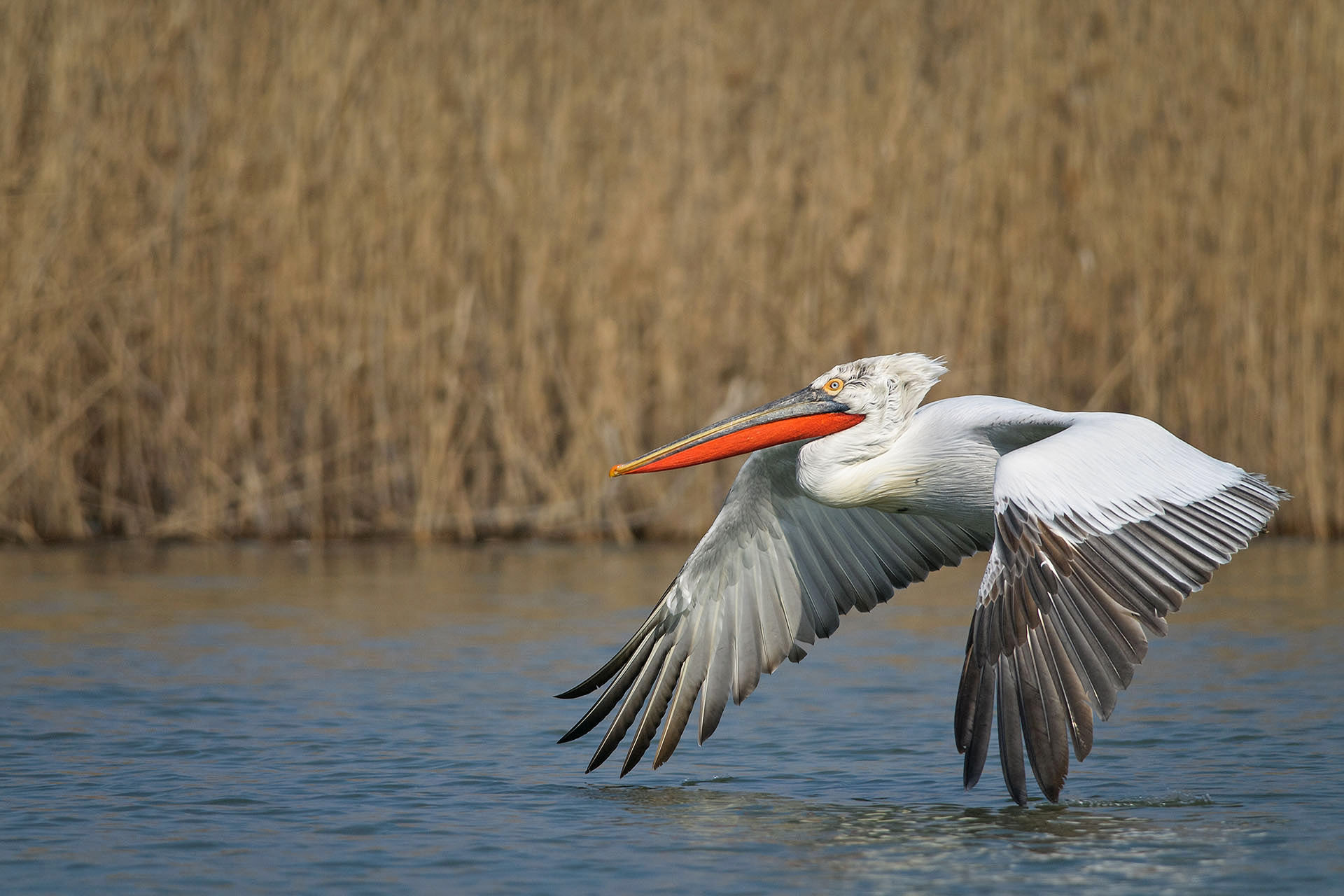 Pelican creț | Delta Dunării