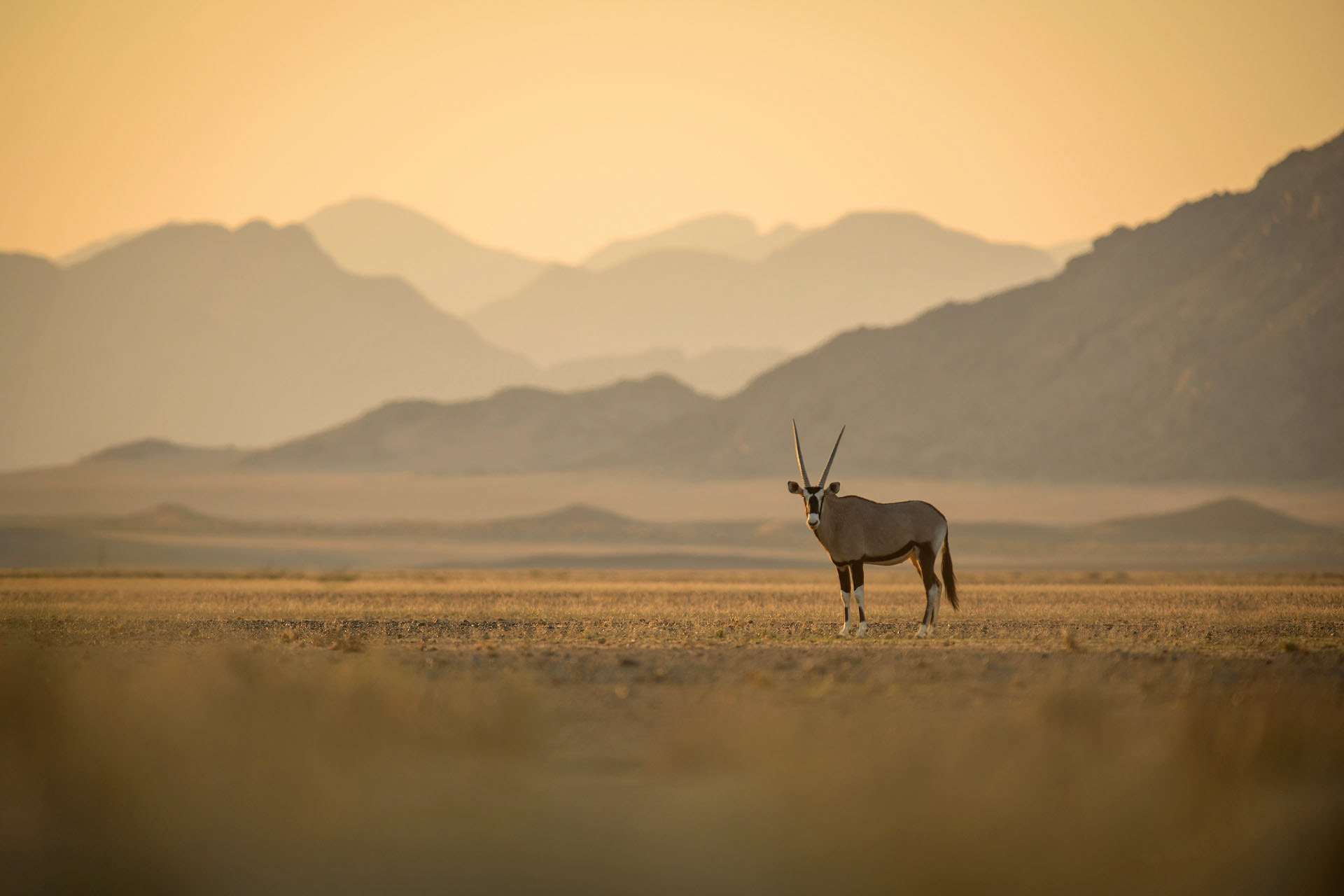 Oryx, Deșertul Namib | Namibia