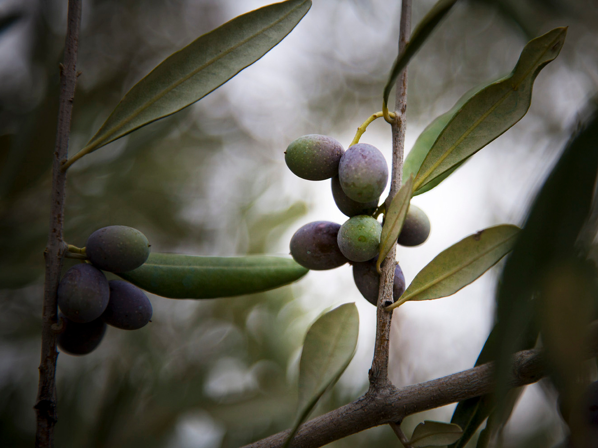 Olives in Abruzzo