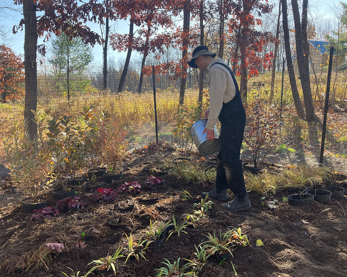 Nurserying young native plants