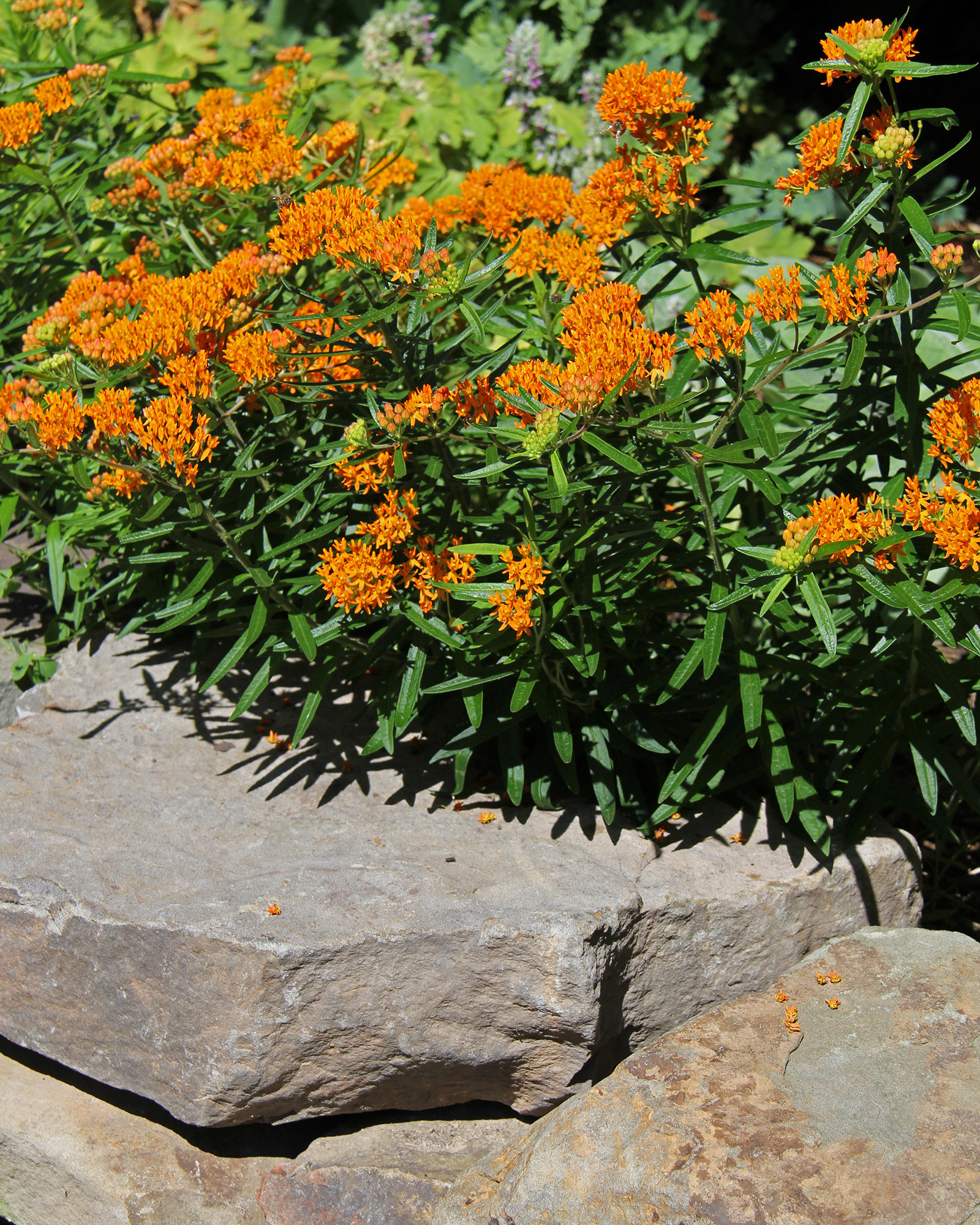 Meadow wall, Ditmas Park, Brooklyn