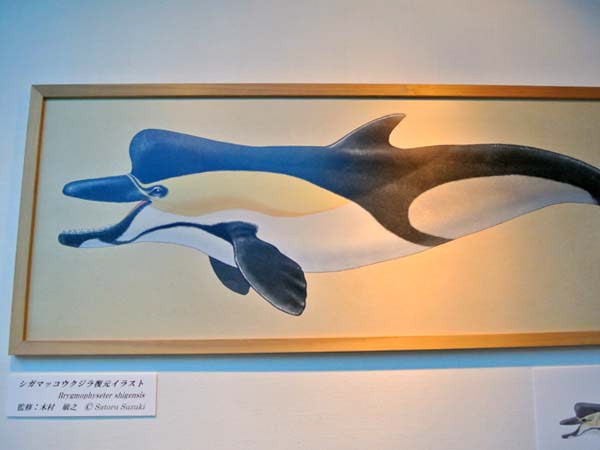 Suzuki Satoru シガマッコウクジラ復元イラスト展