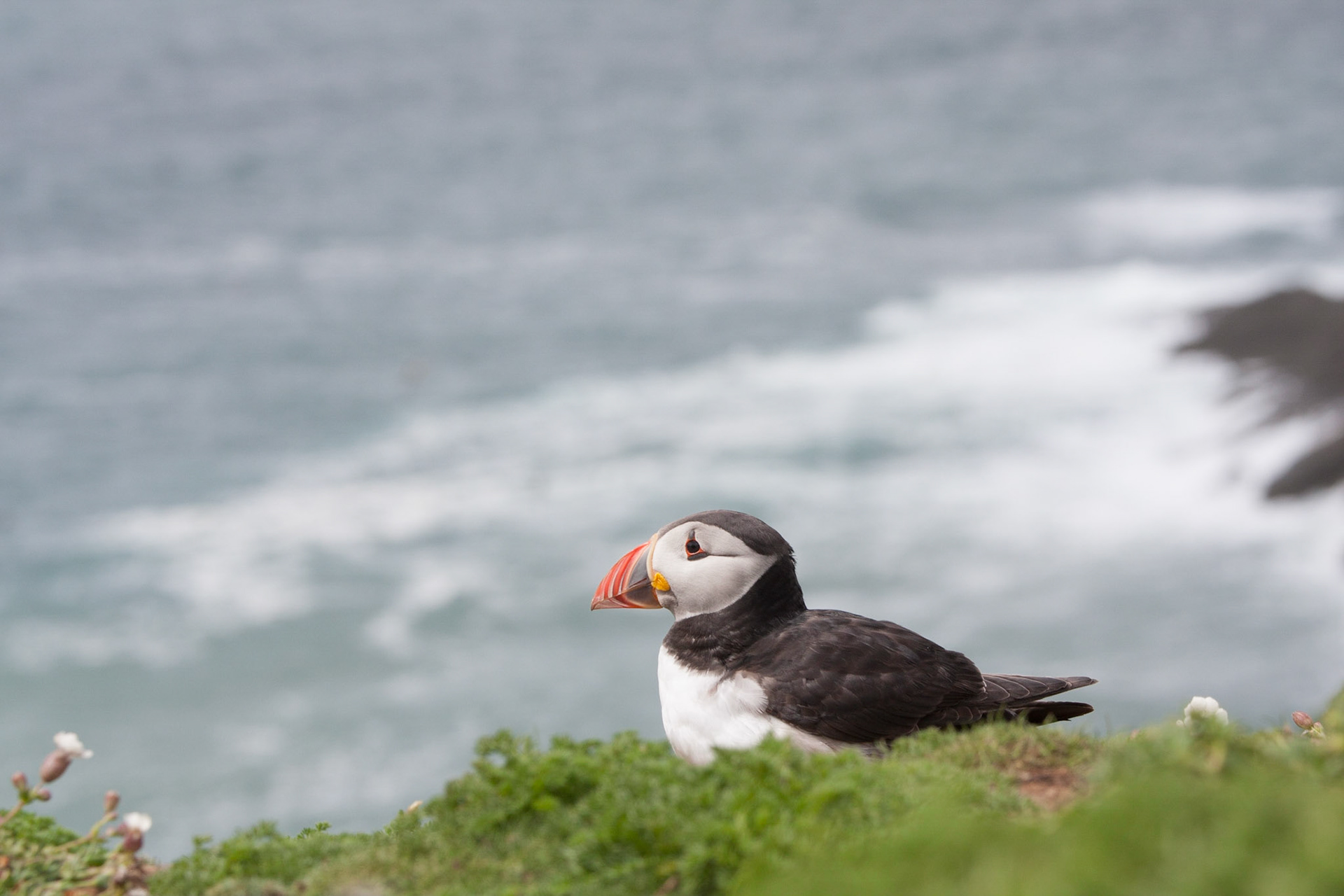 Puffin at The Wick