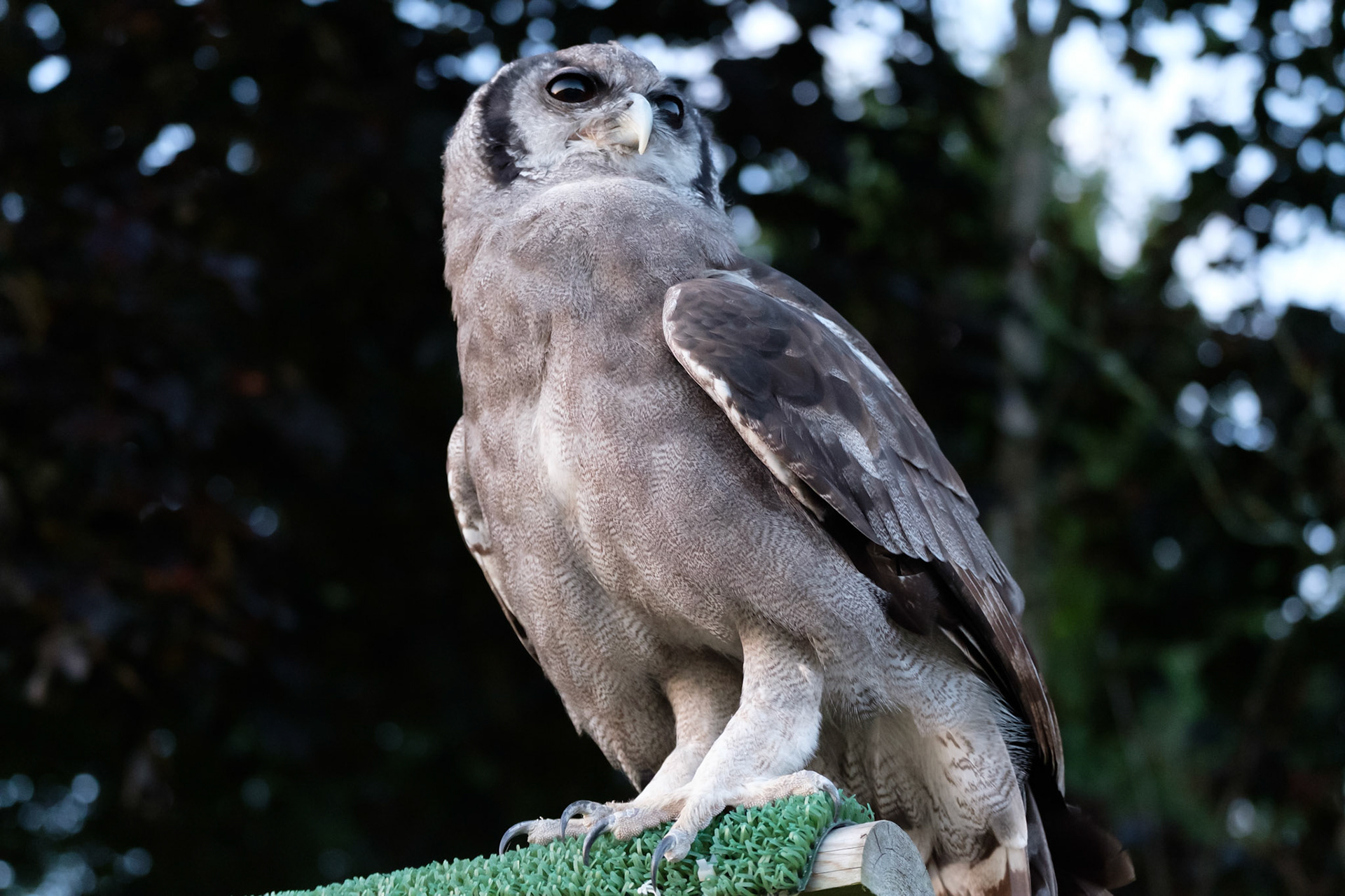 Verreaux’s eagle owl
