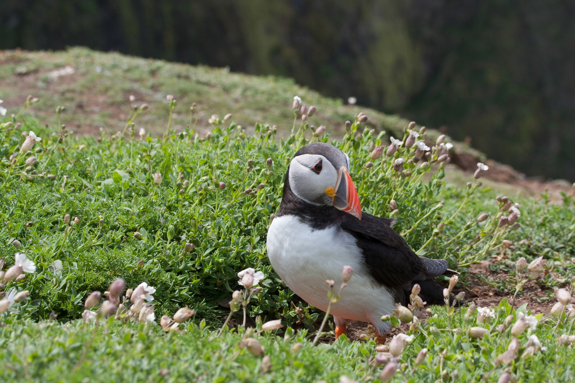 Puffin