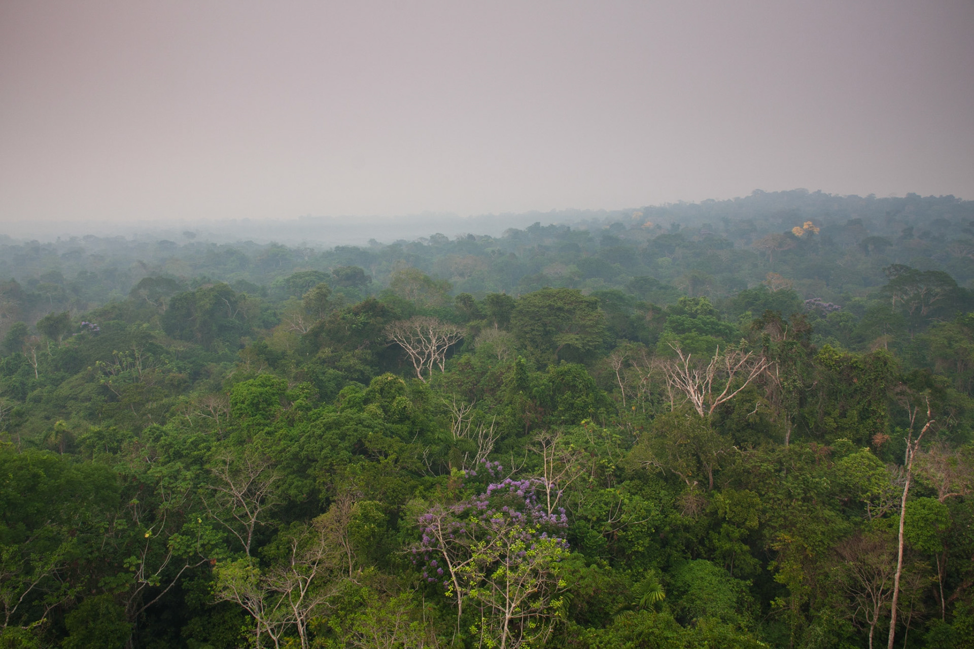 Above the canopy - early morning
