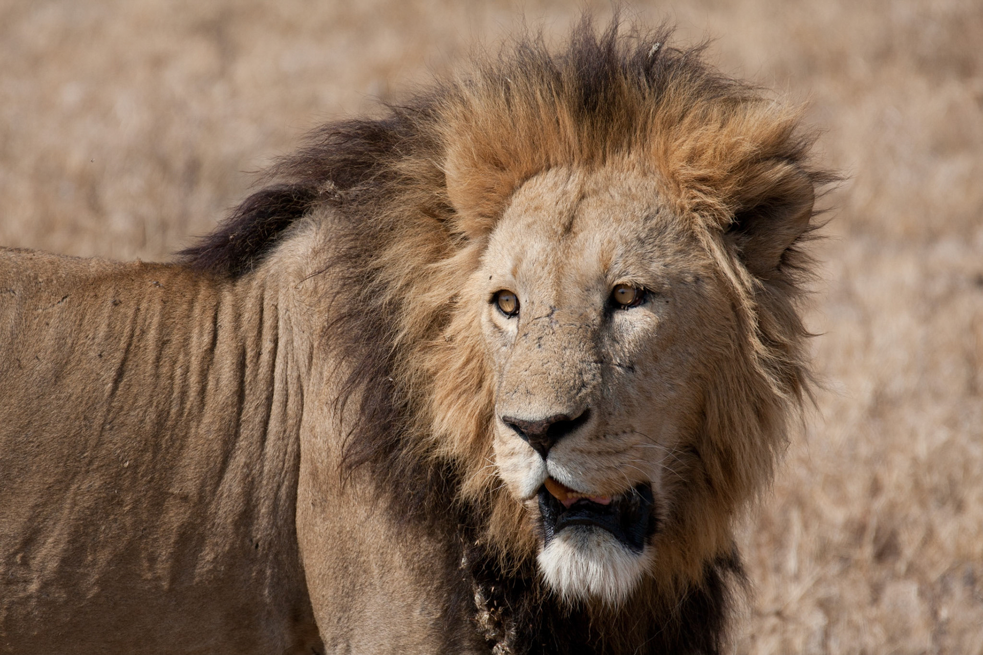 Male lion