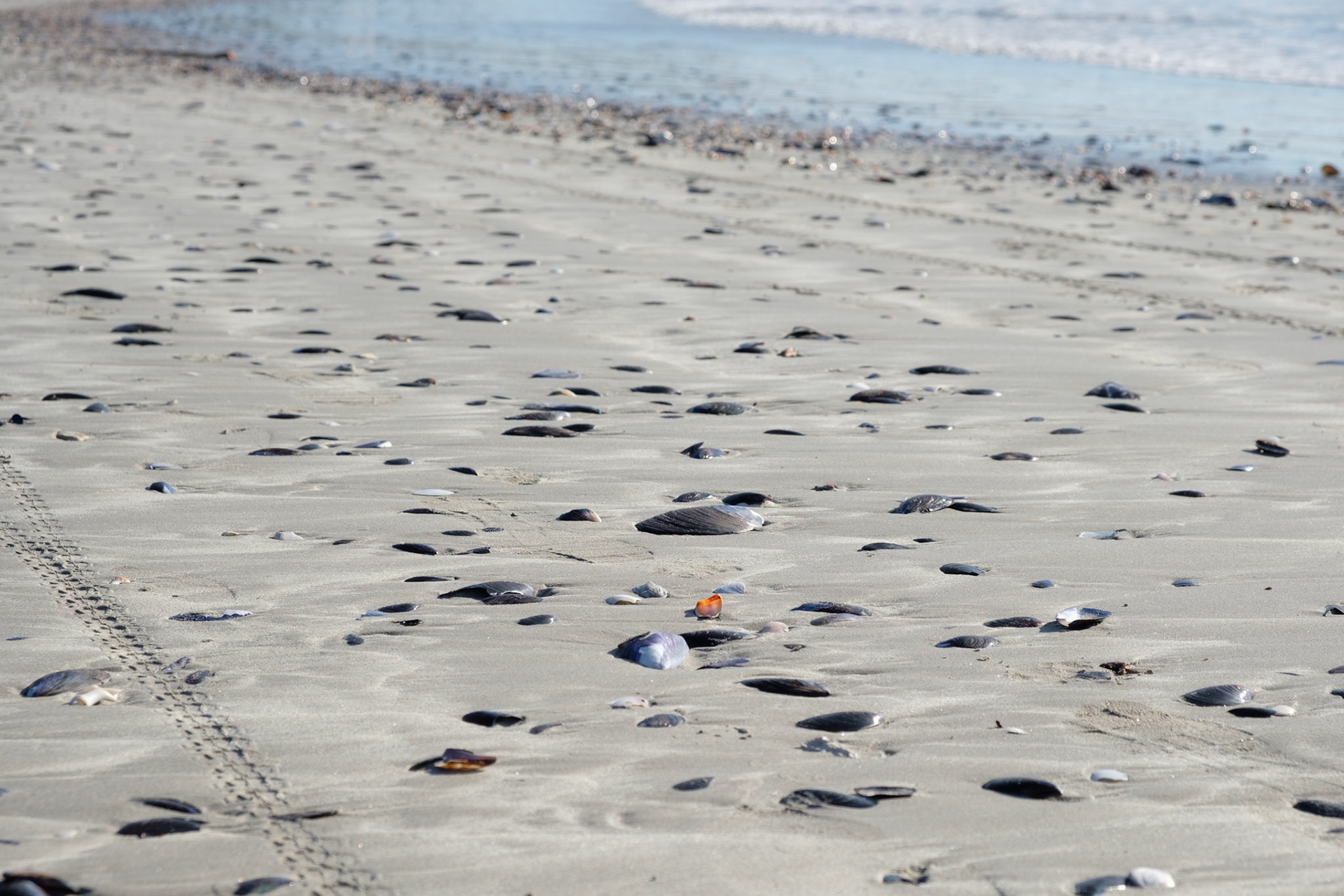 Mussel shells on the beach