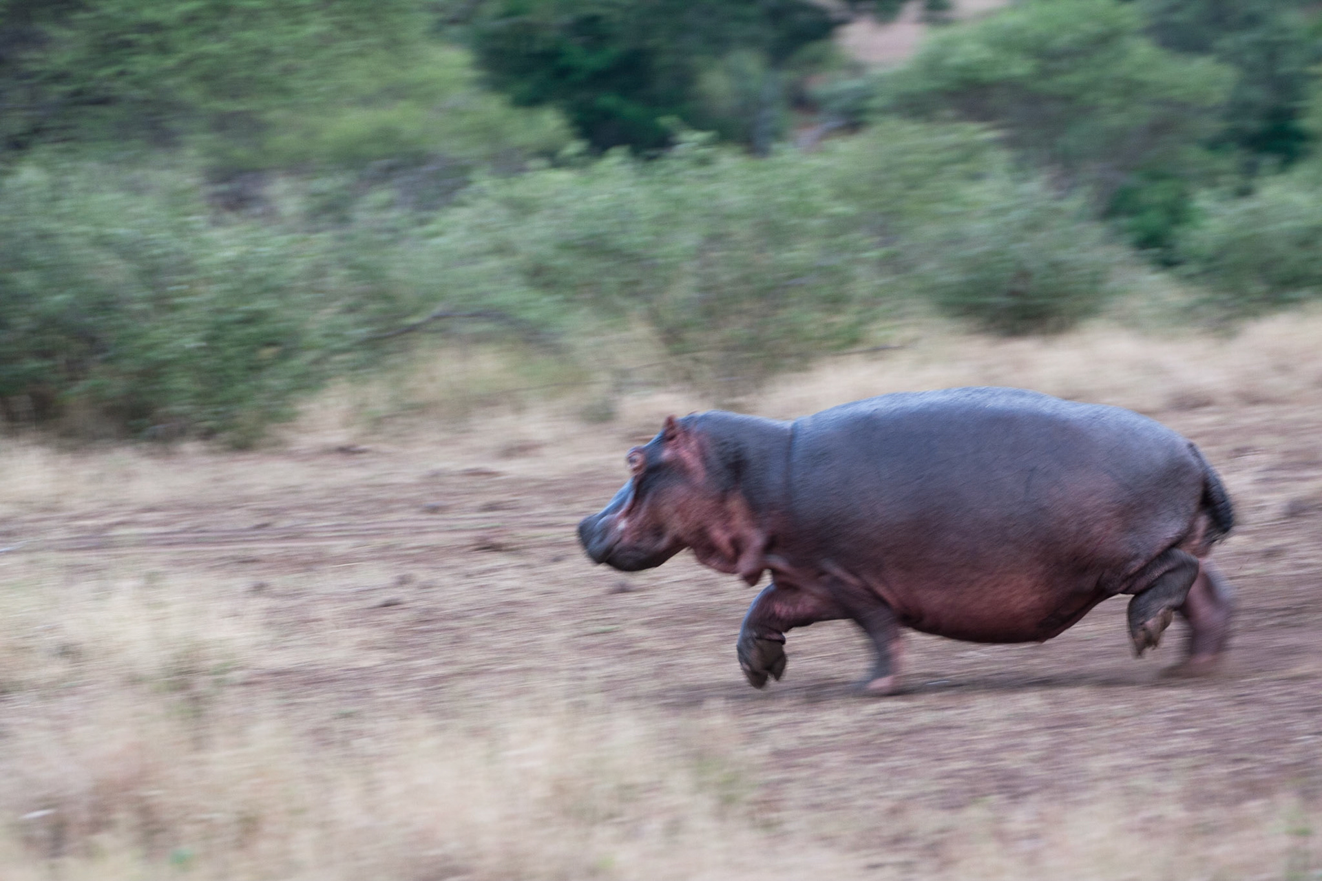 Hippos can move!