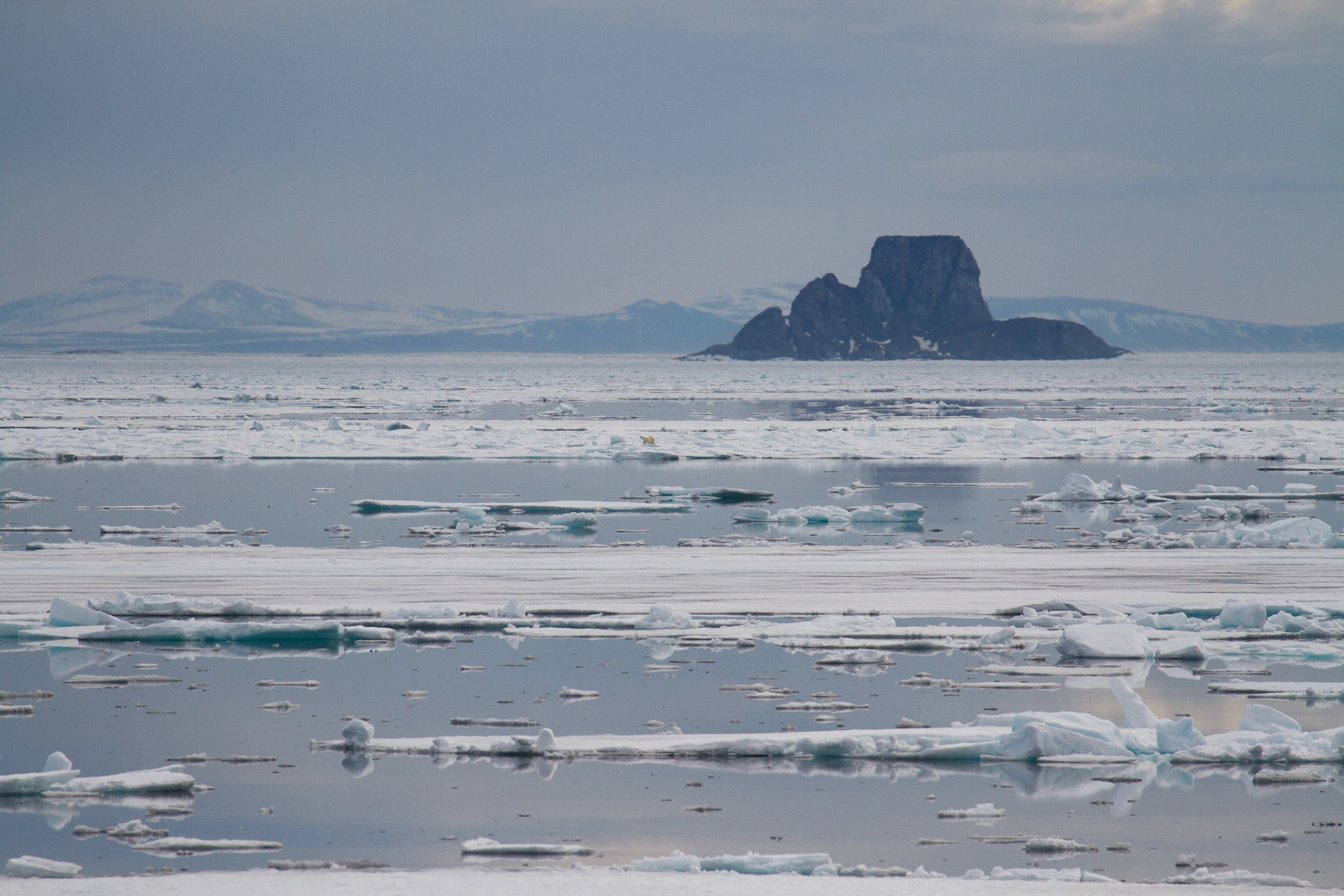 Polar bear in the distance