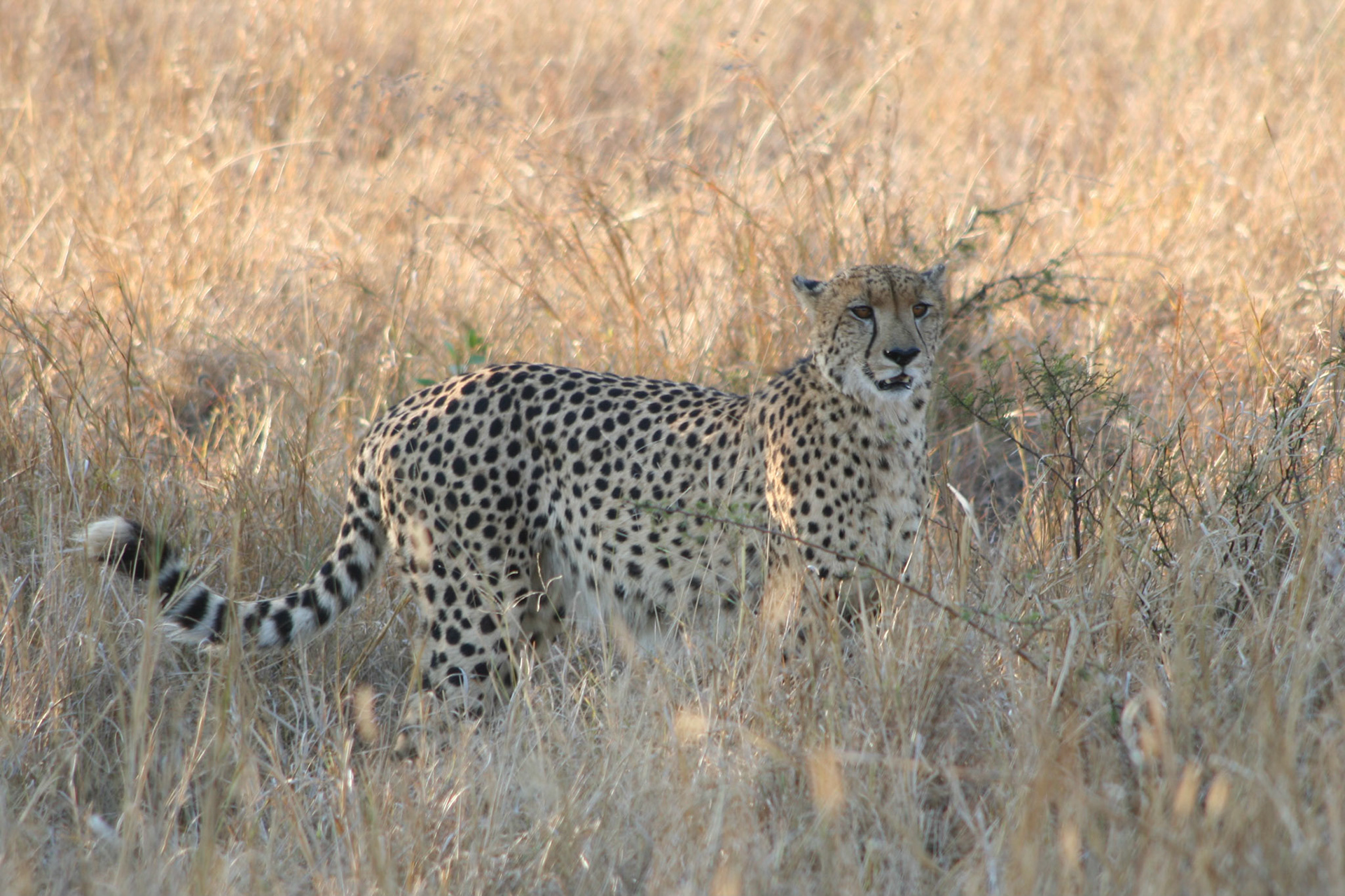 Male cheetah