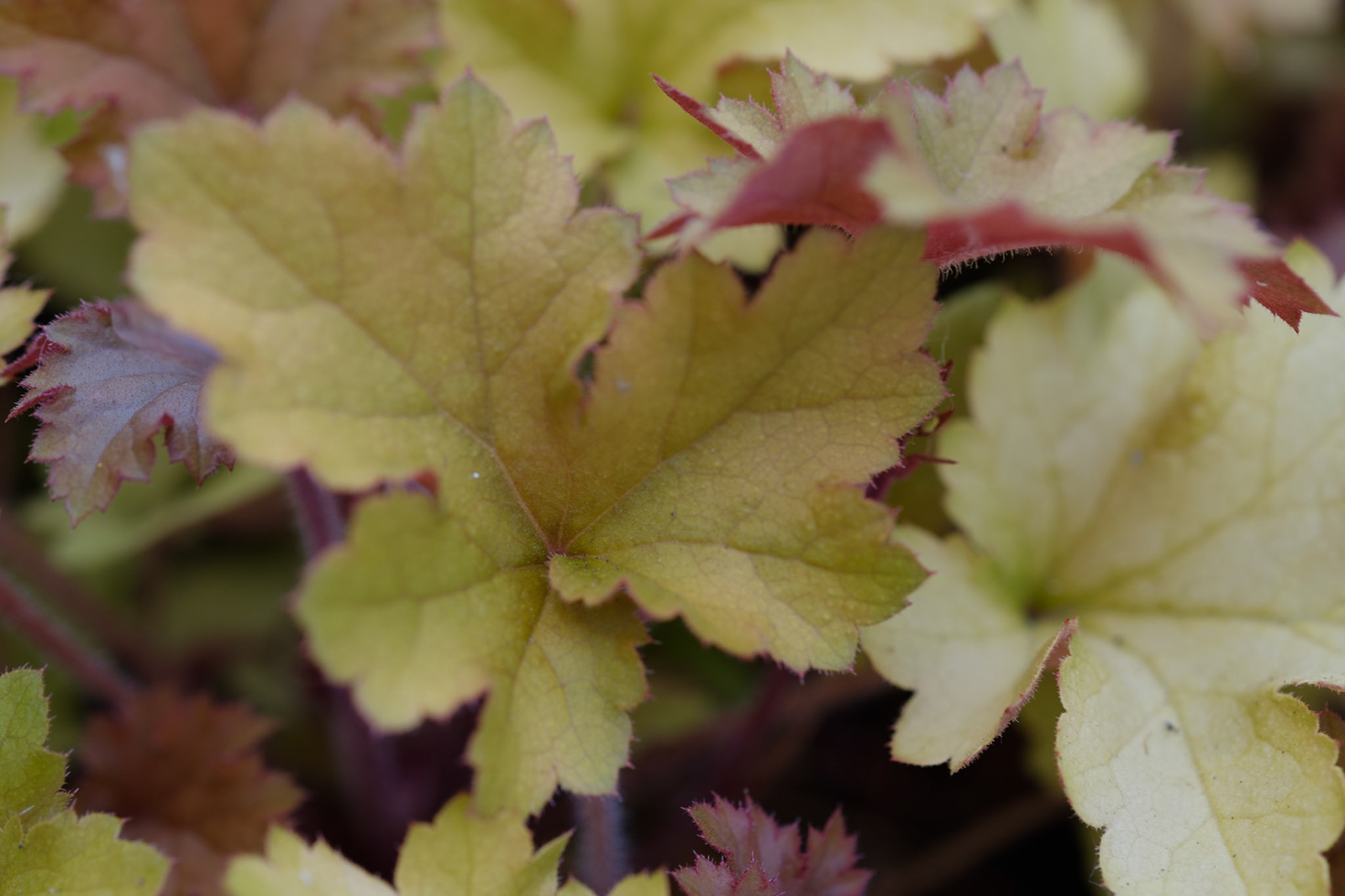 Heuchera marmalade