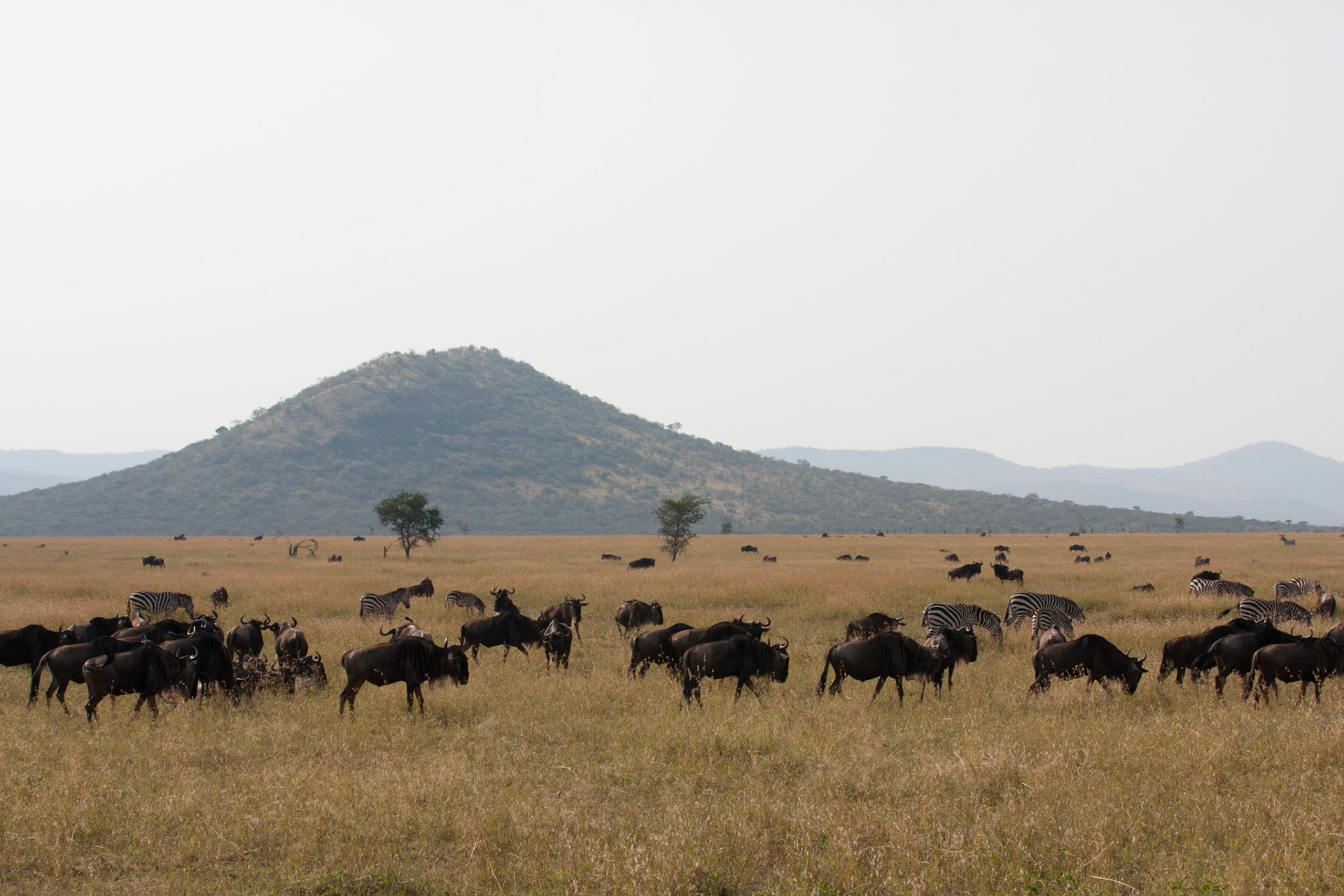 Some of the migrating wildebeest and zebras
