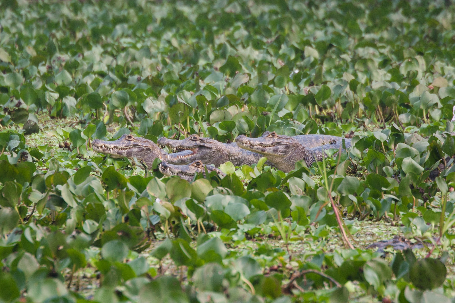 Welcoming committee!