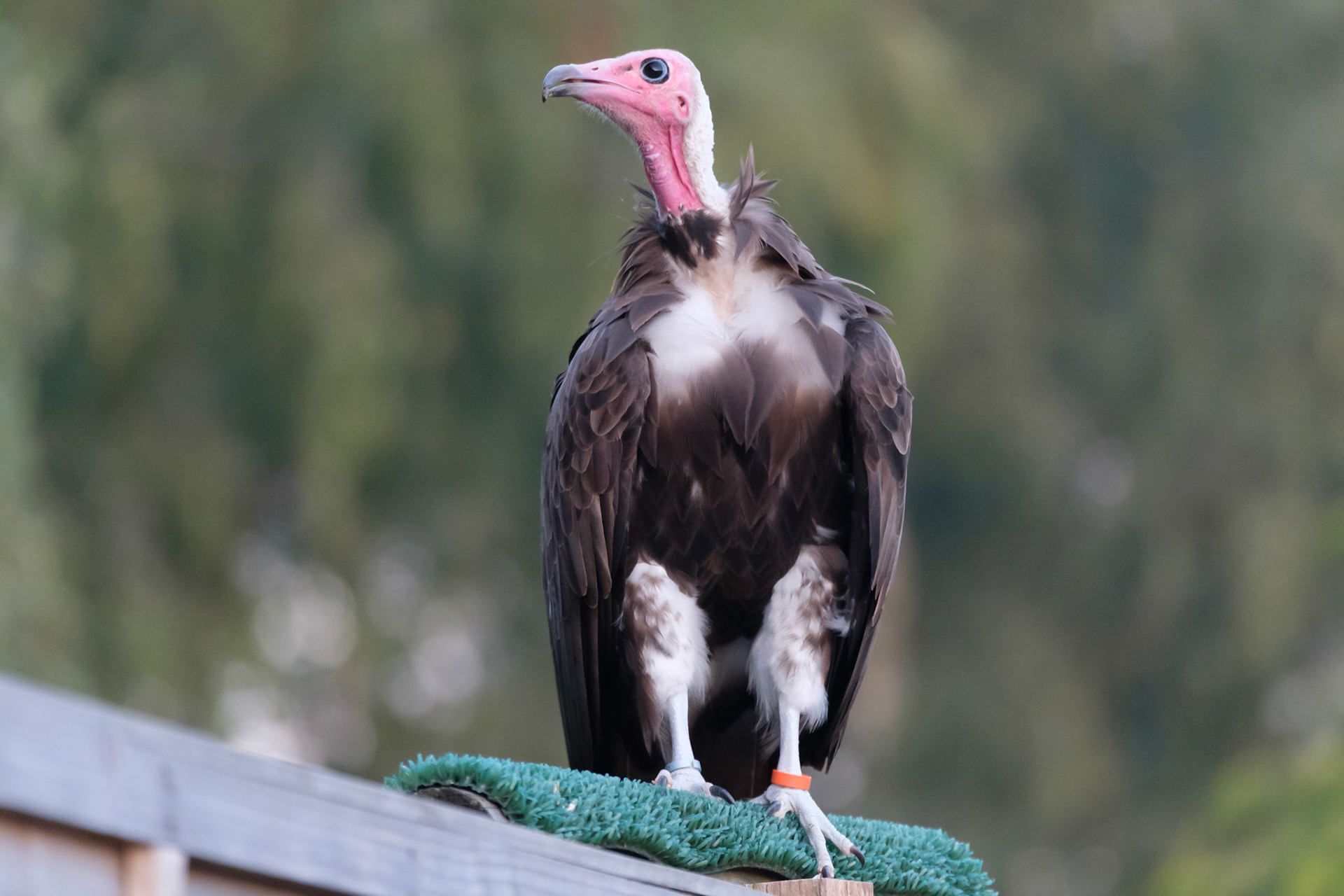 Hooded vulture