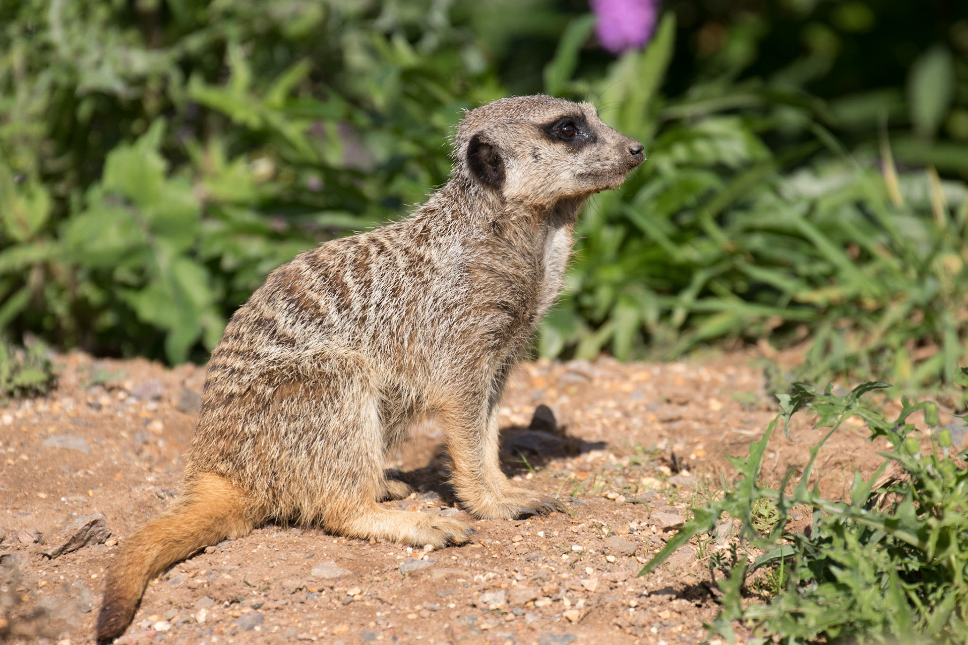 Meerkat
