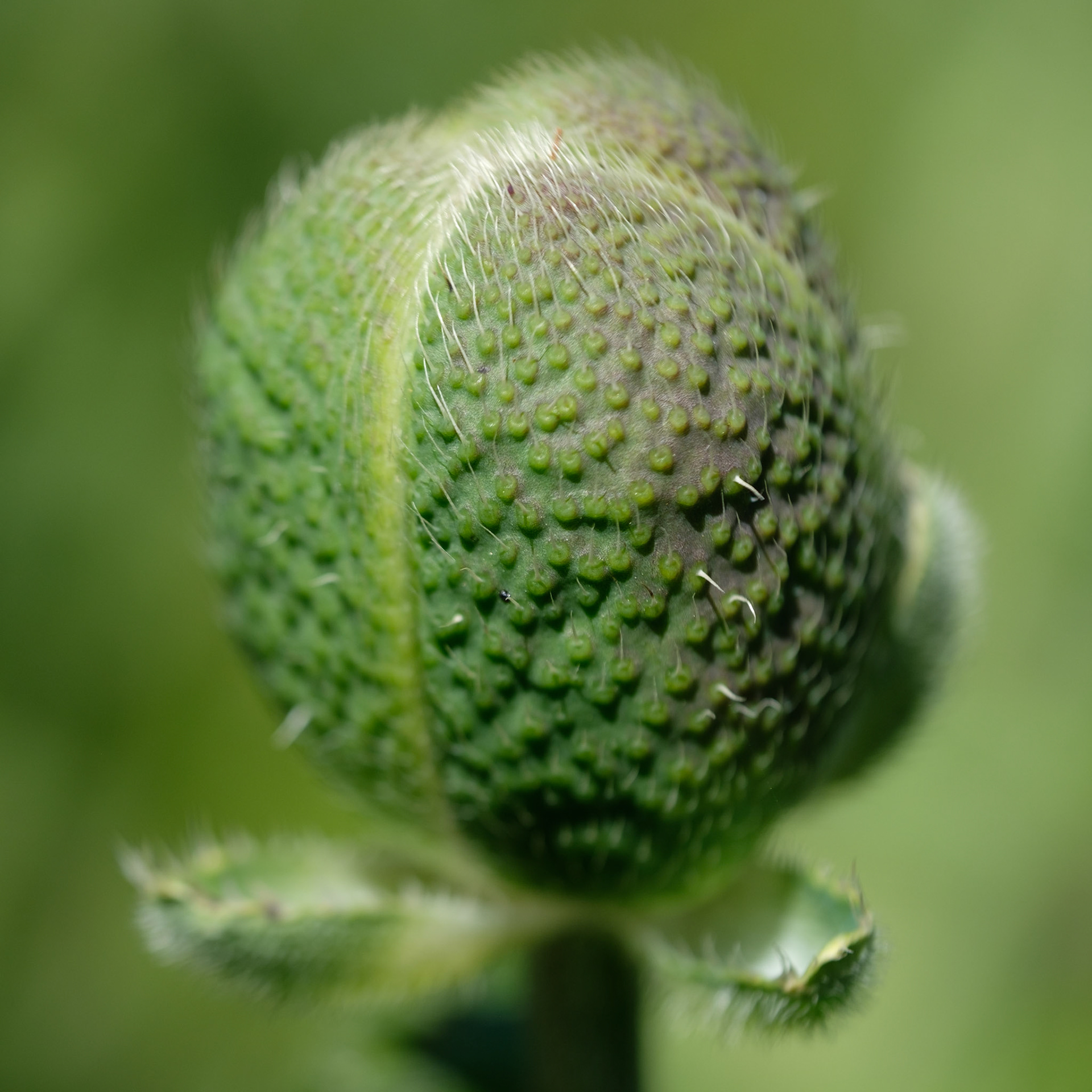Poppy bud