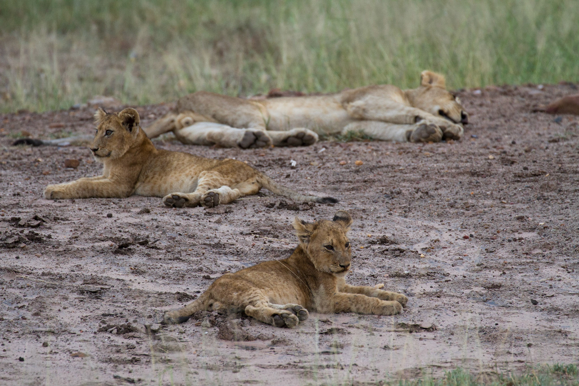 Lion cubs