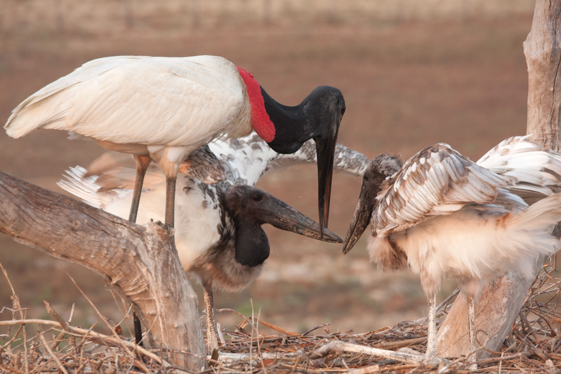 Feeding time in the jabiru stork nest