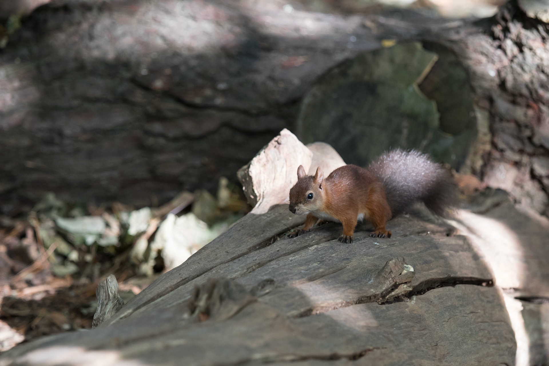 Red squirrel in the woods, Brownsea Island