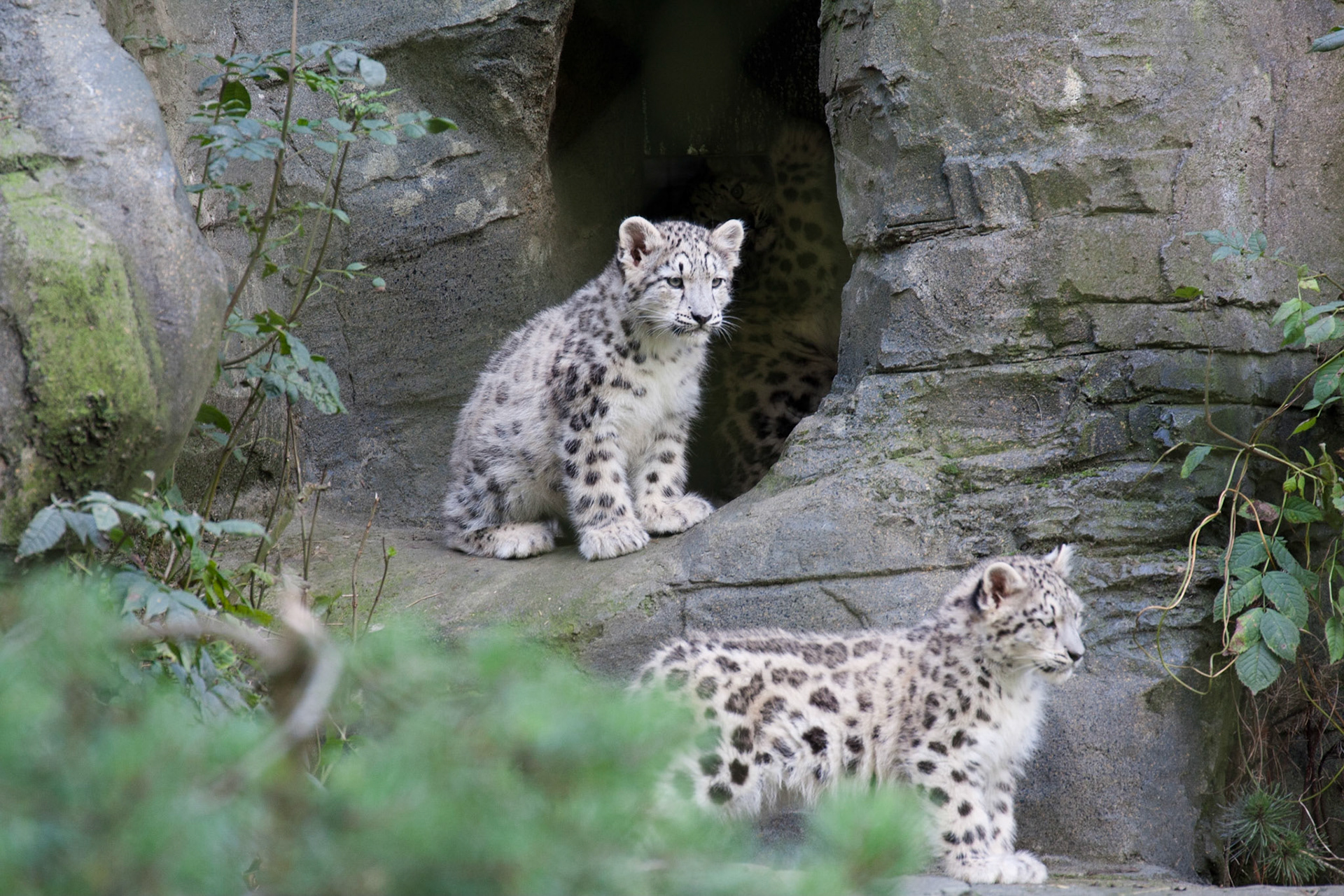 One brave, one watching