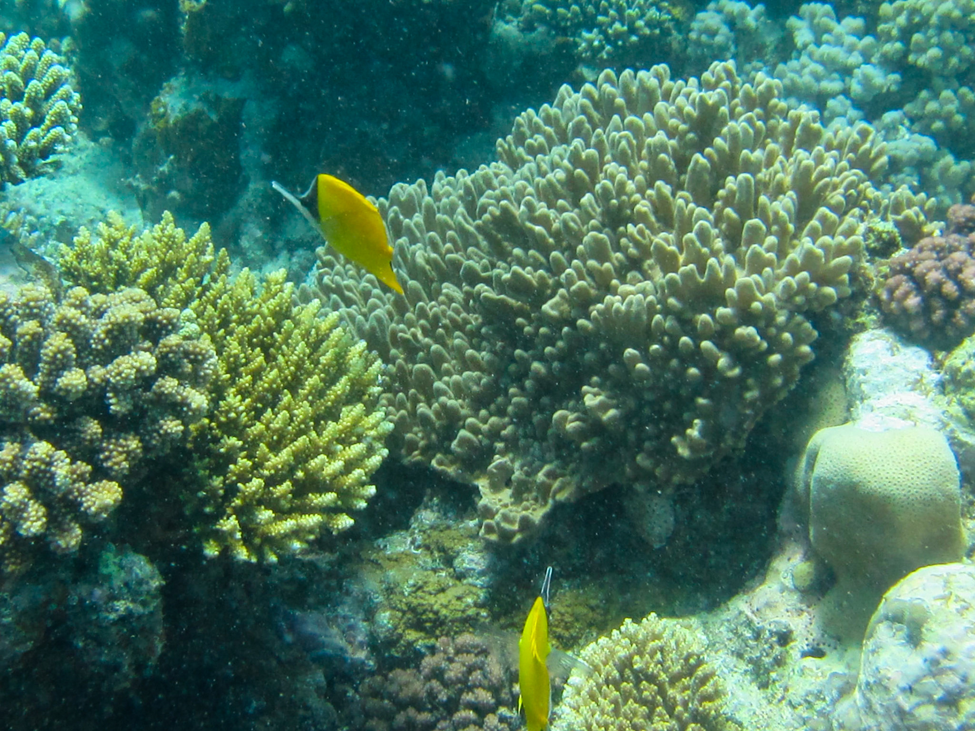 Longnose butterfly fish