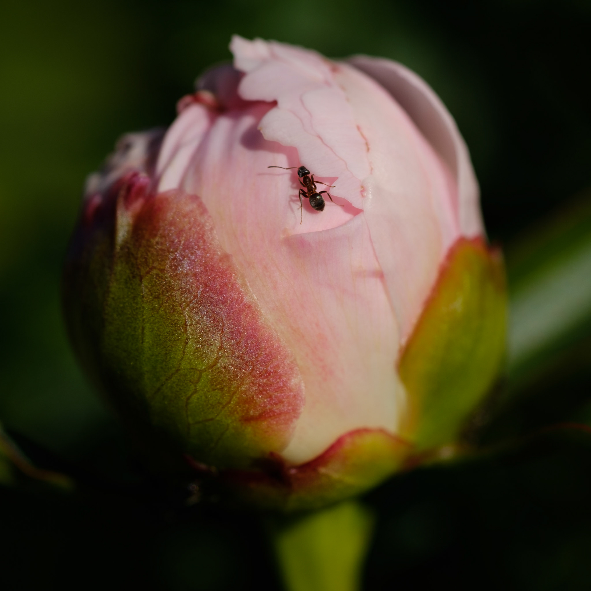 Ant on peony bud