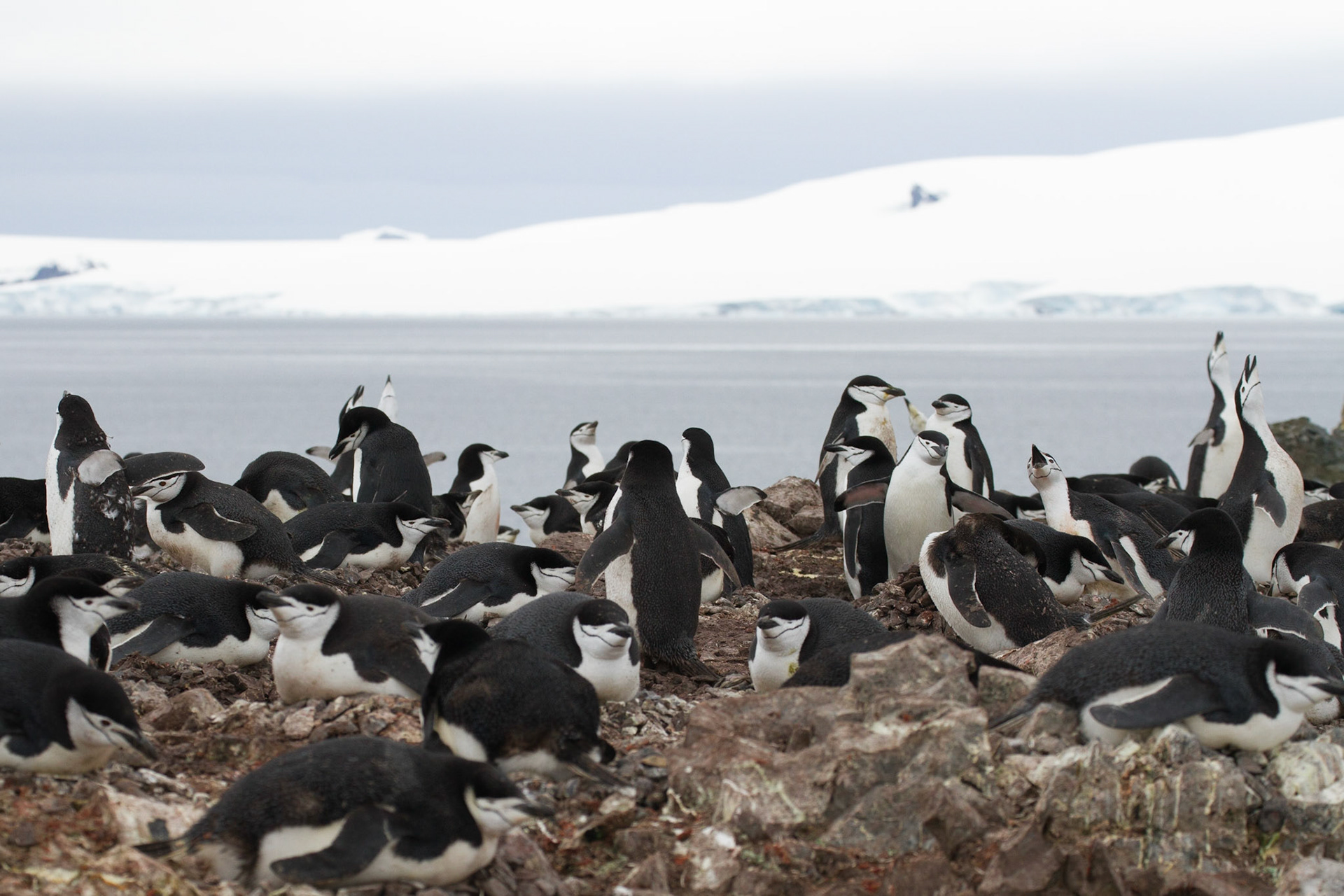Chinstrap colony, Half Moon island