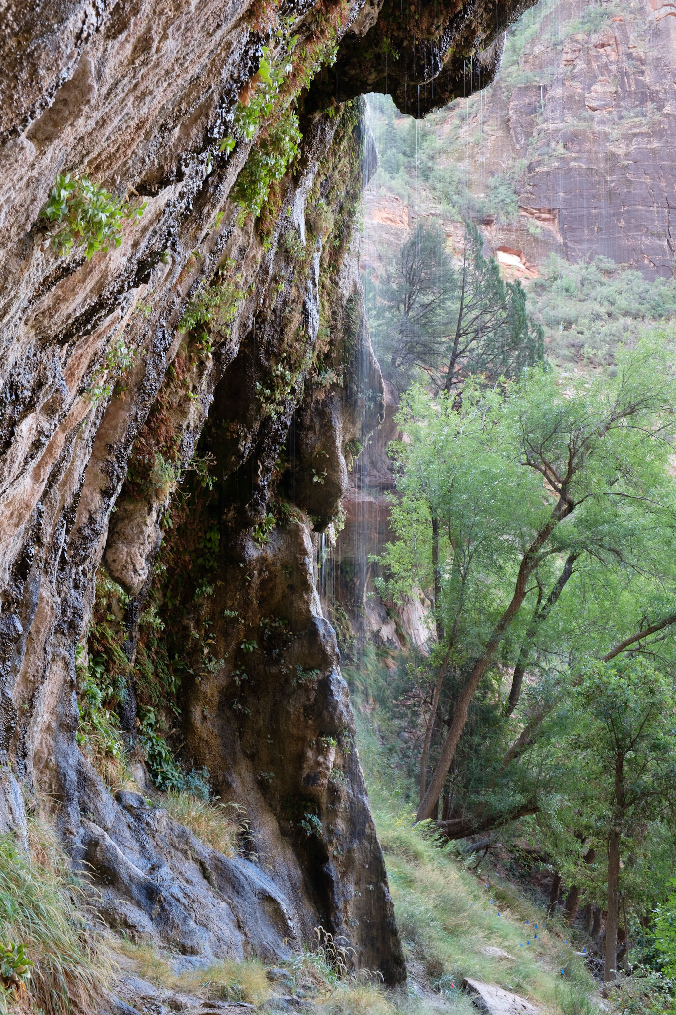 Weeping Rock