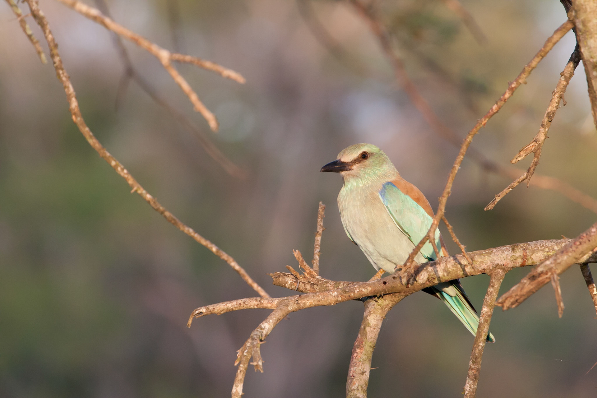 European roller