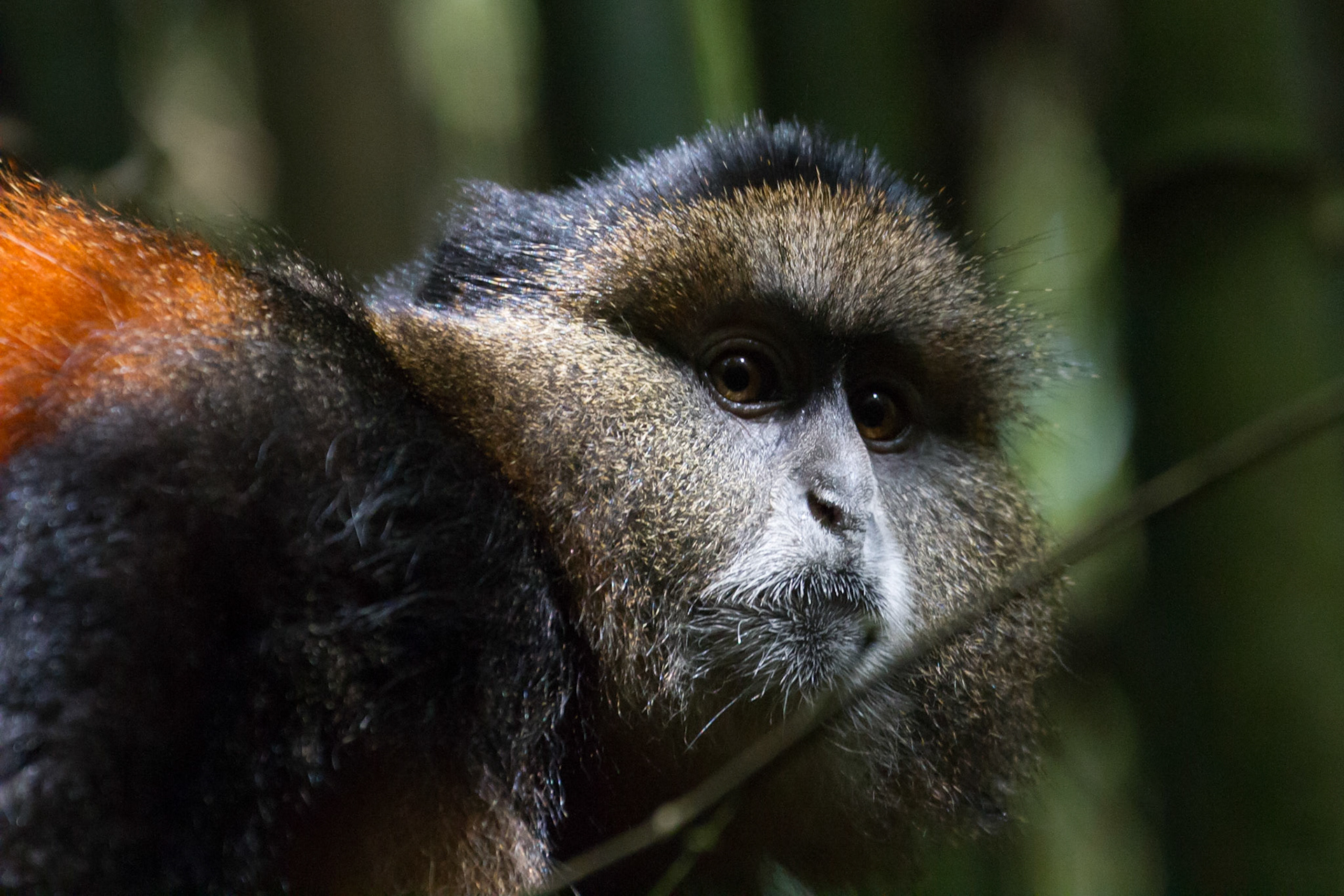 Golden monkey in the bamboo forest