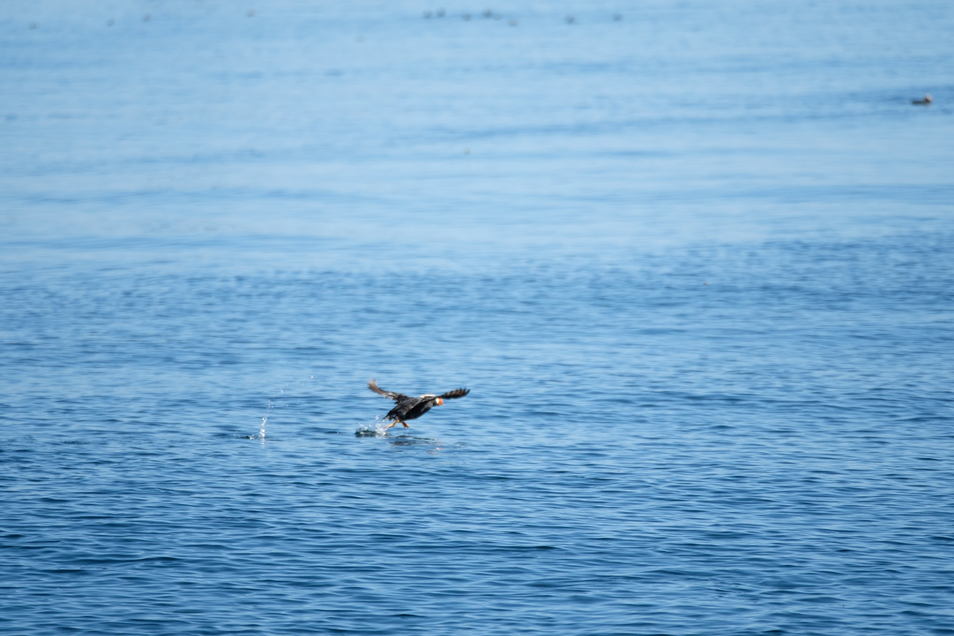 Tufted puffin taking off
