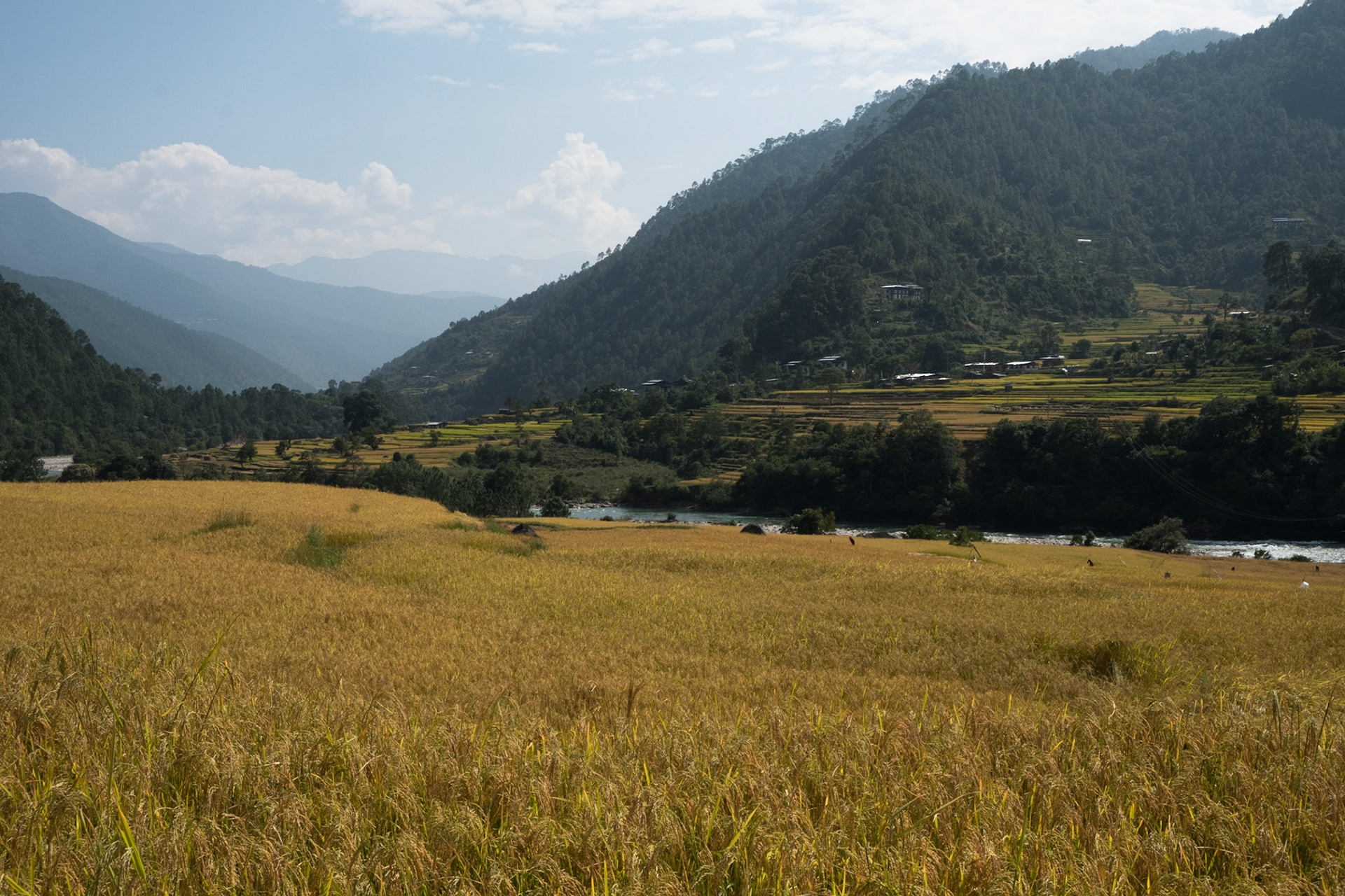 Punakha valley