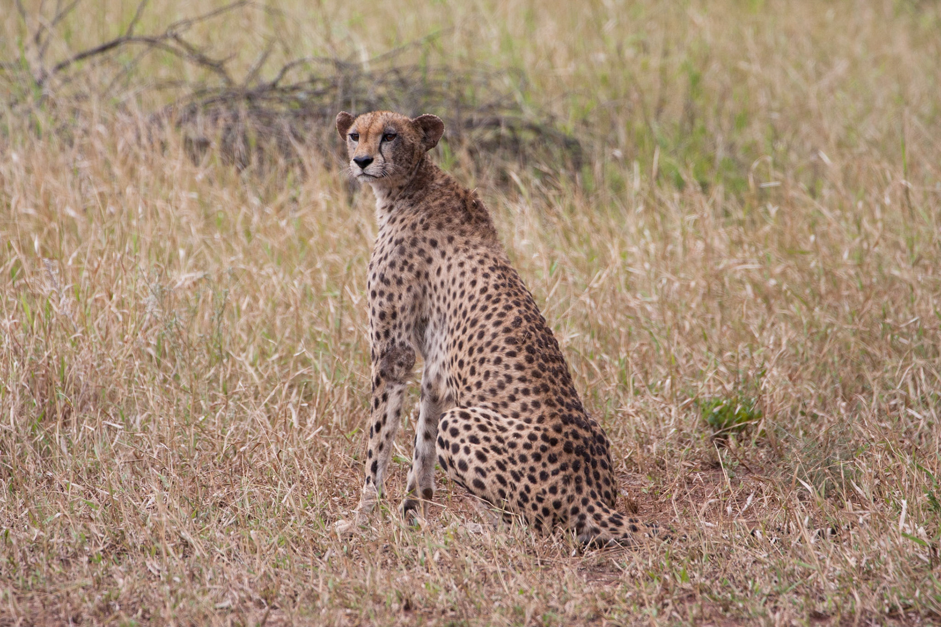 Female cheetah