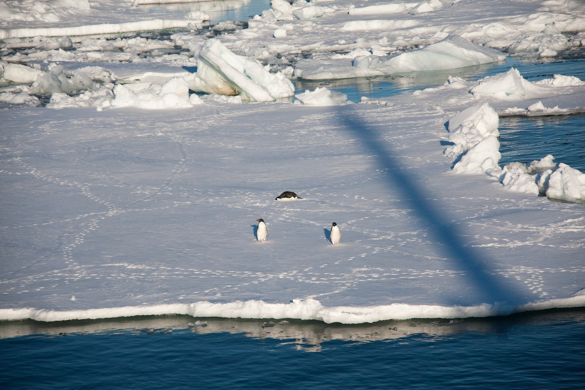 Penguins on the sea ice