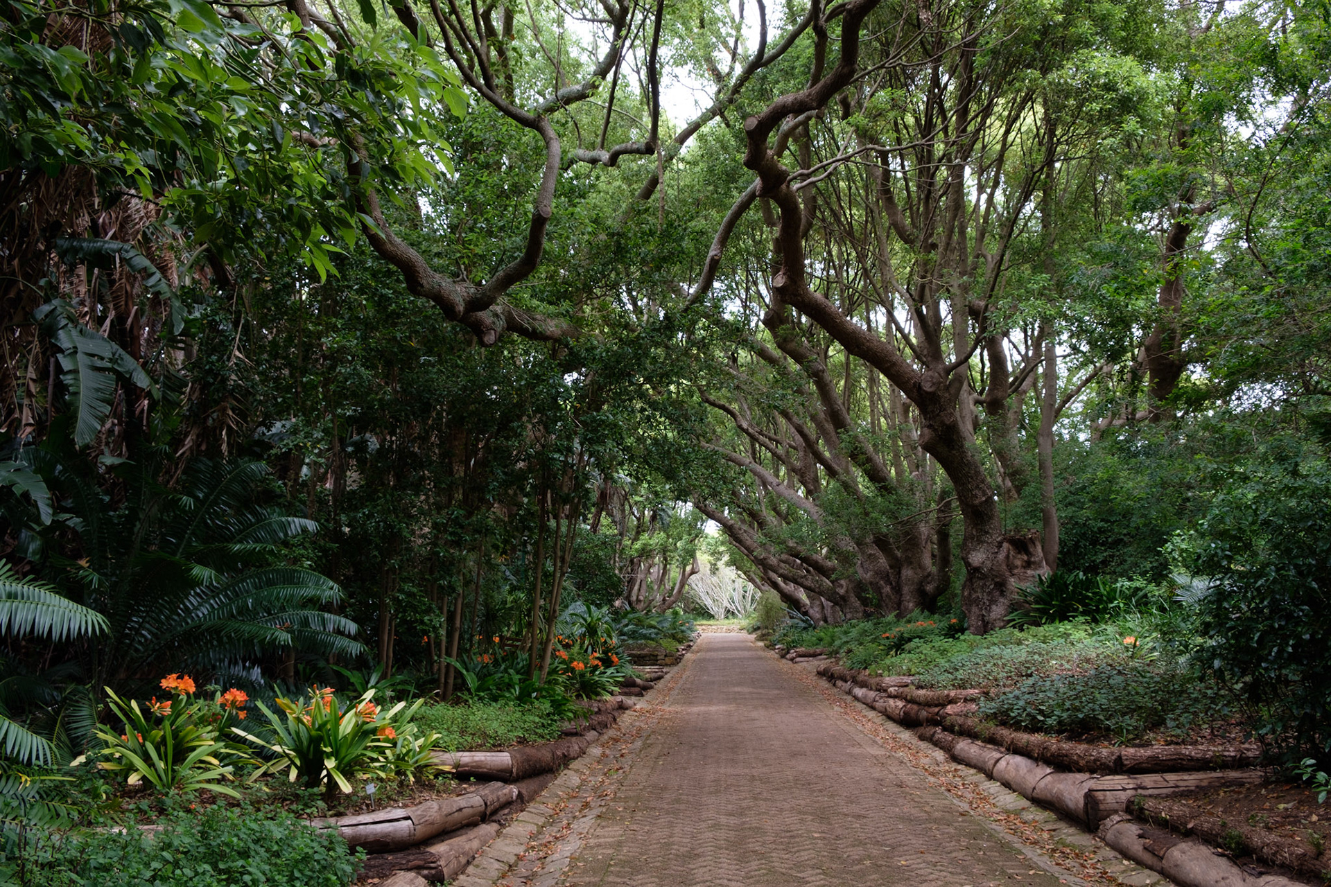 Kirstenbosch botanical gardens