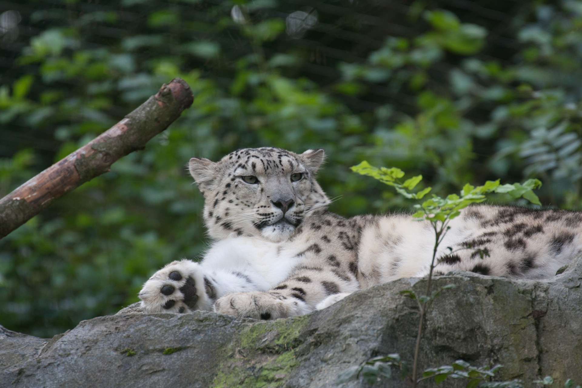 Female snow leopard