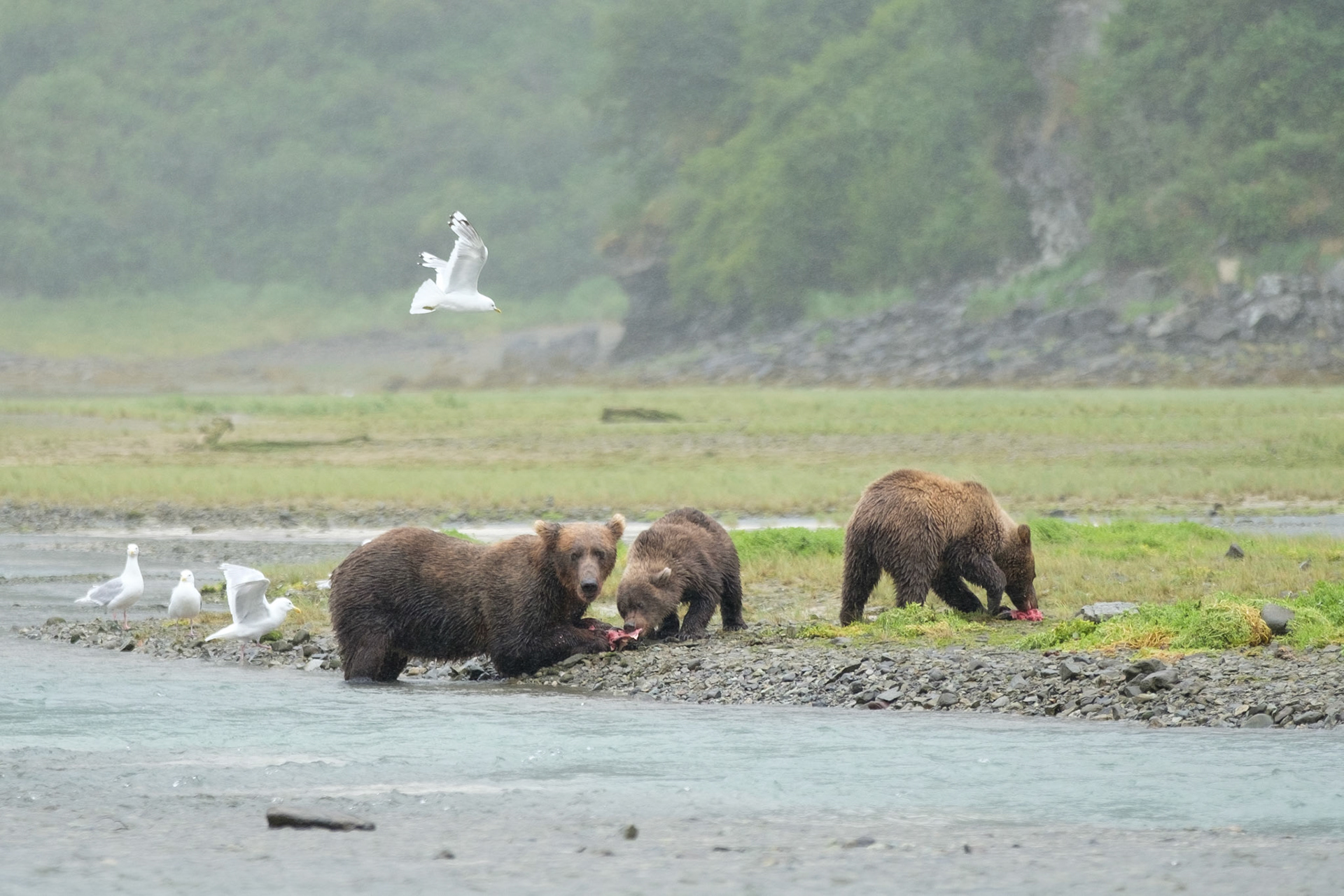 Mother and cubs feeding on salmon