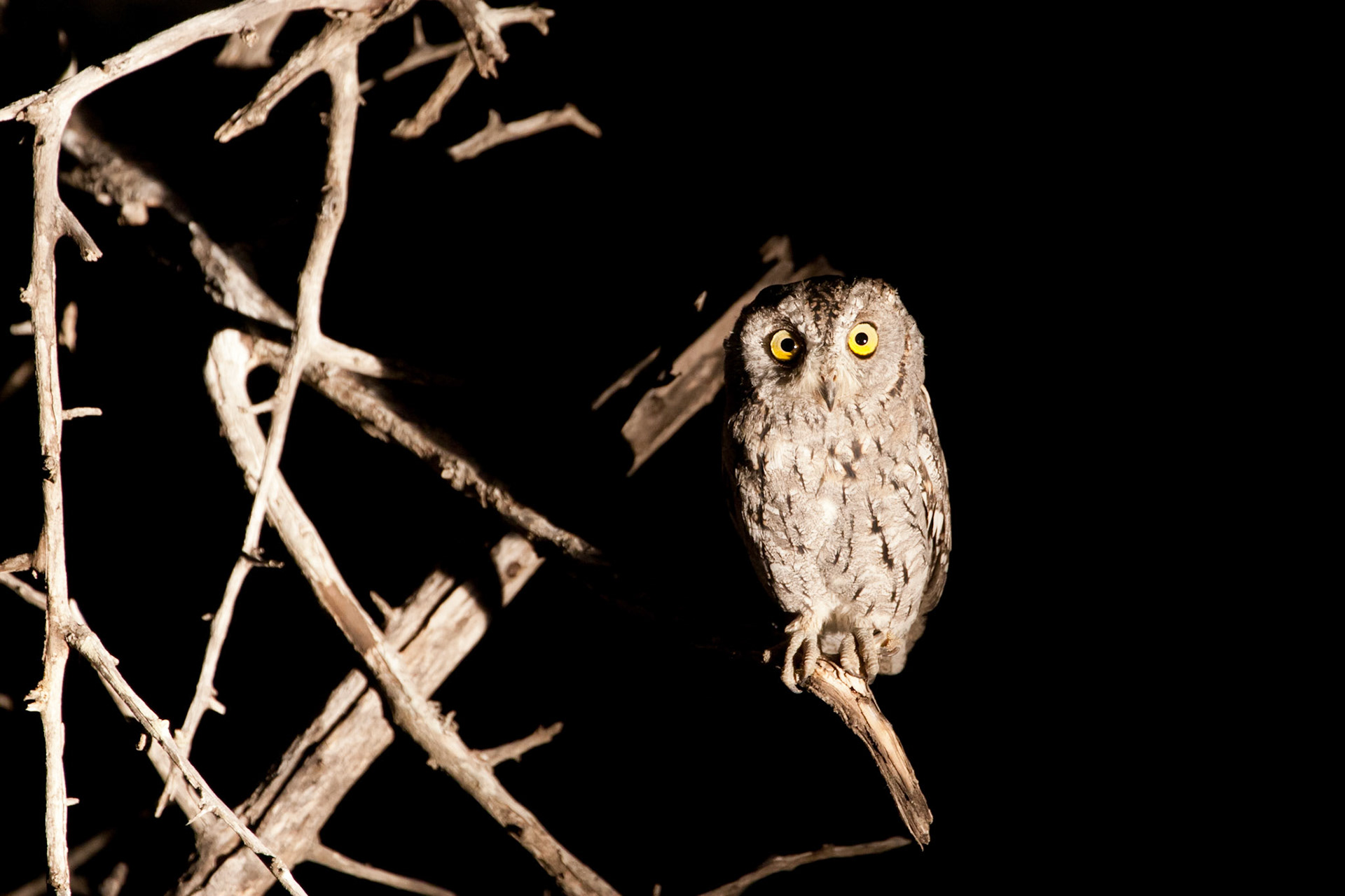 Scops owl