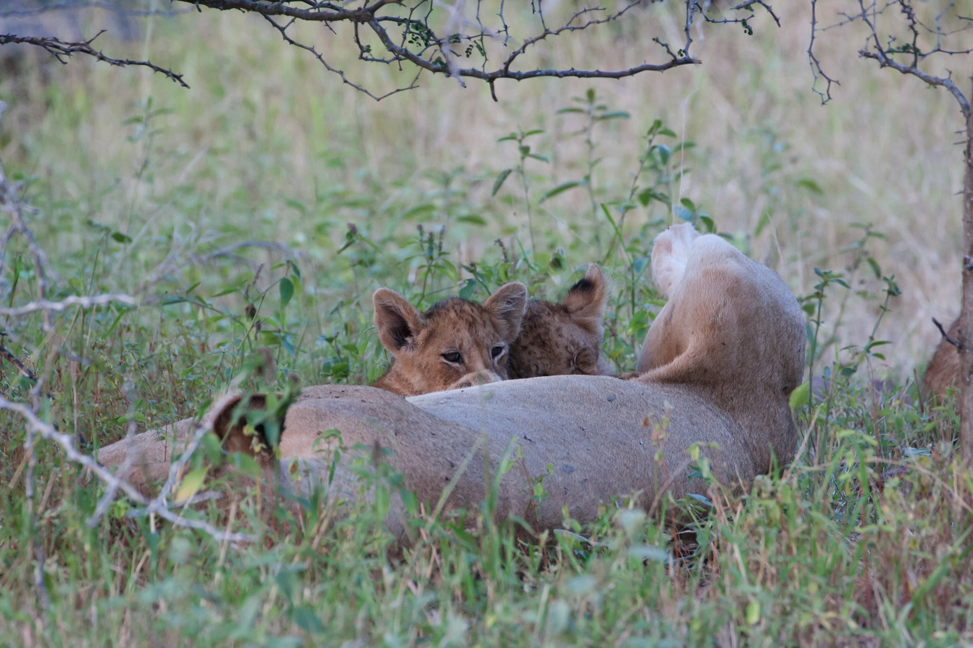 Cubs feeding