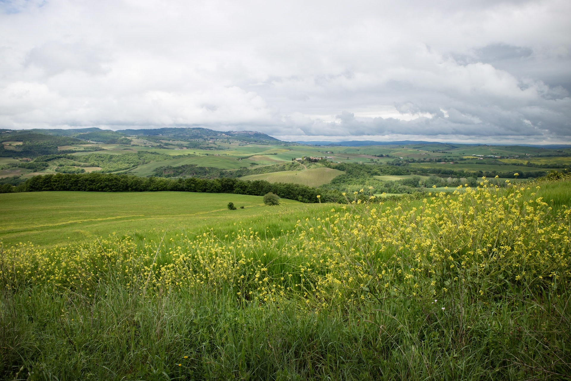 Montalcino in the distance