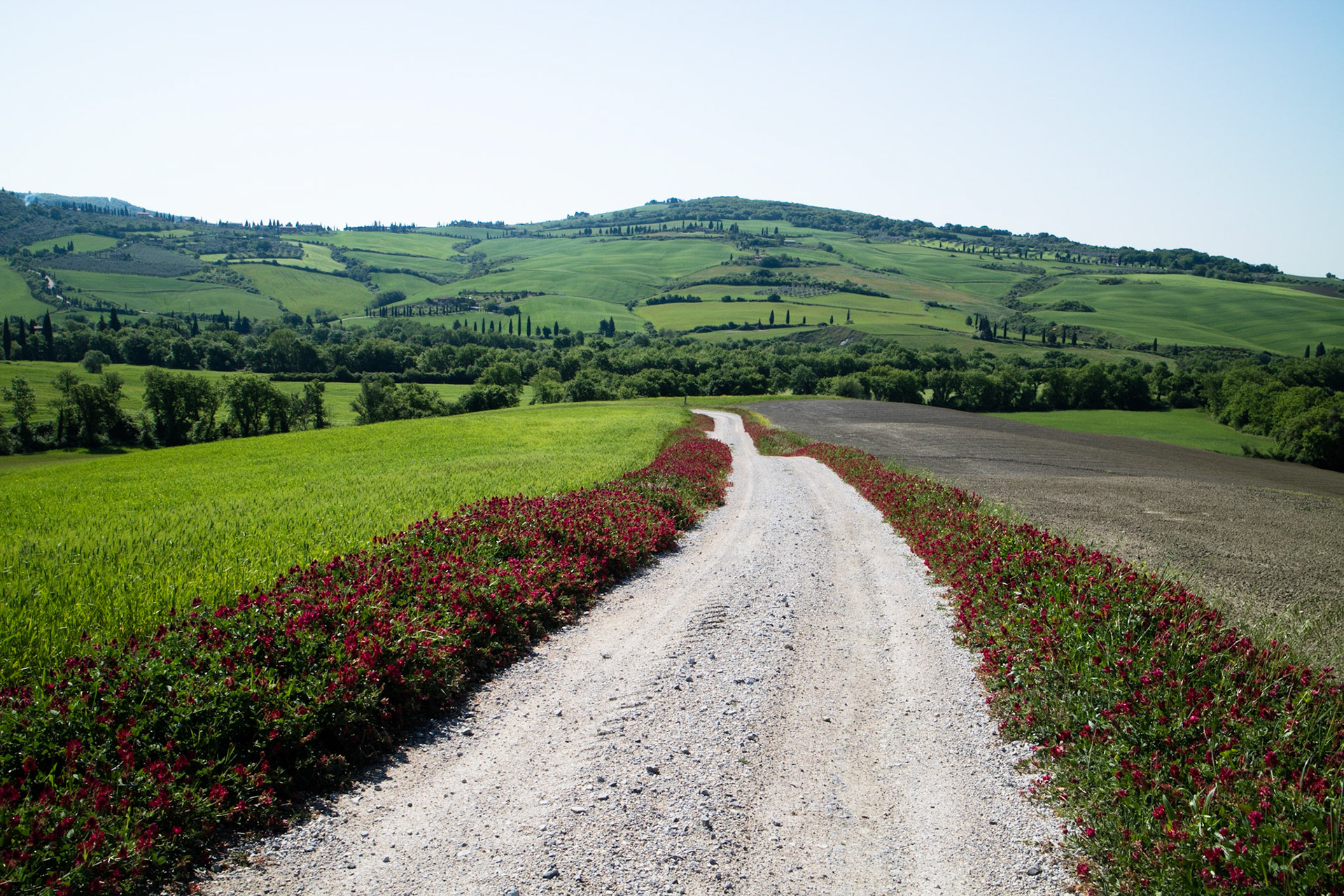 Flower lined track