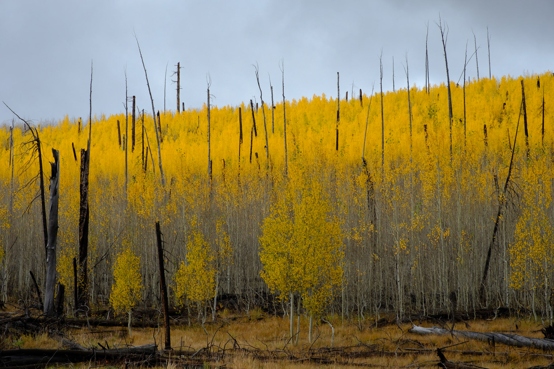 Aspen trees and burnt trunks from a previous wildfire