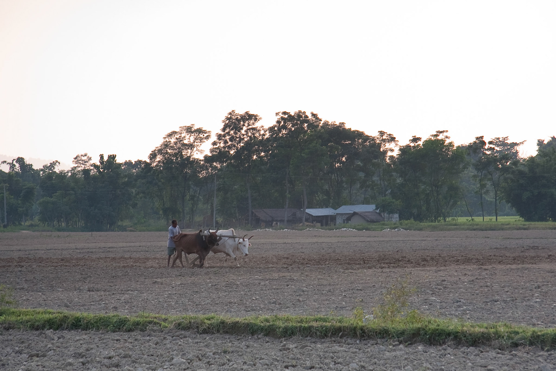 Ploughing a field