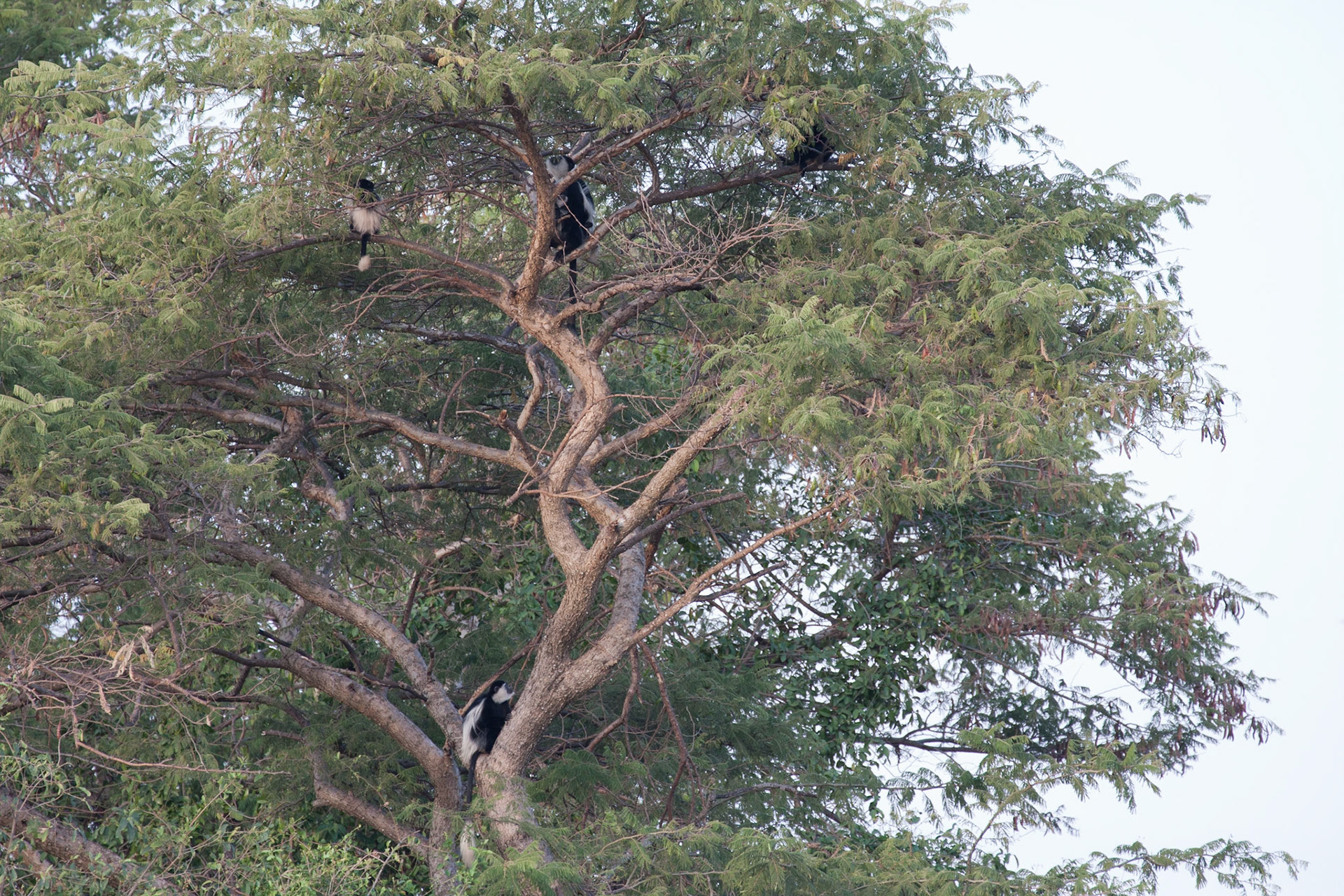 Black and white colobus monkeys