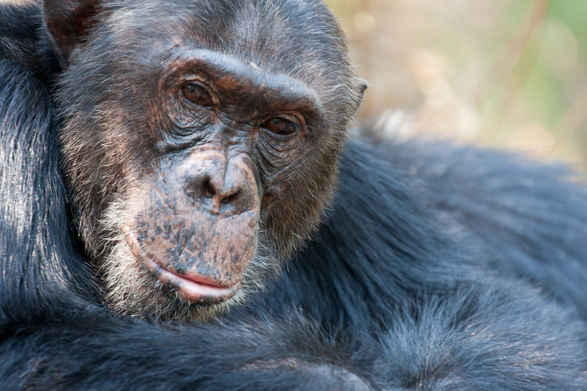 Primus, male chimpanzee