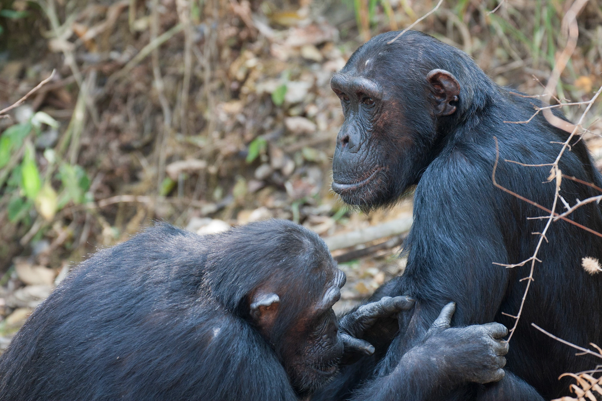 Cristina grooming Kata
